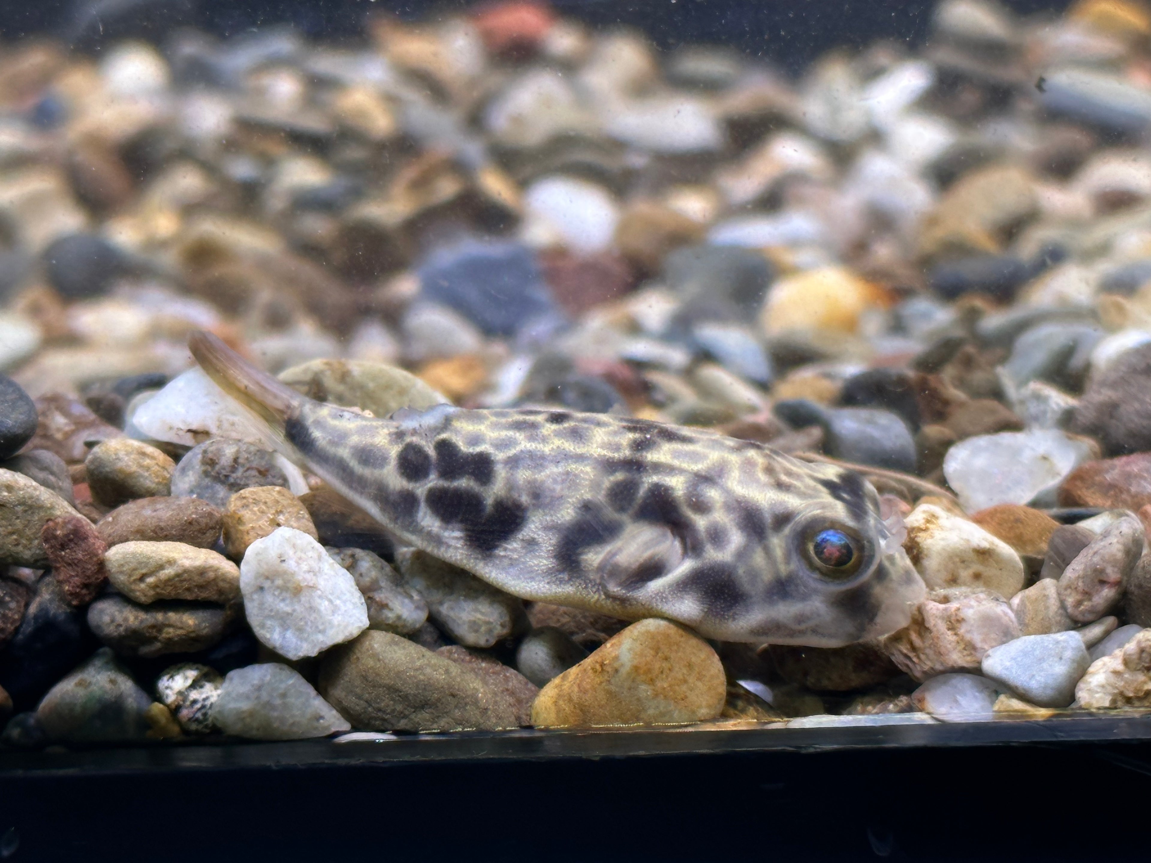 CB Mbu Puffer (1.25-1.5”)