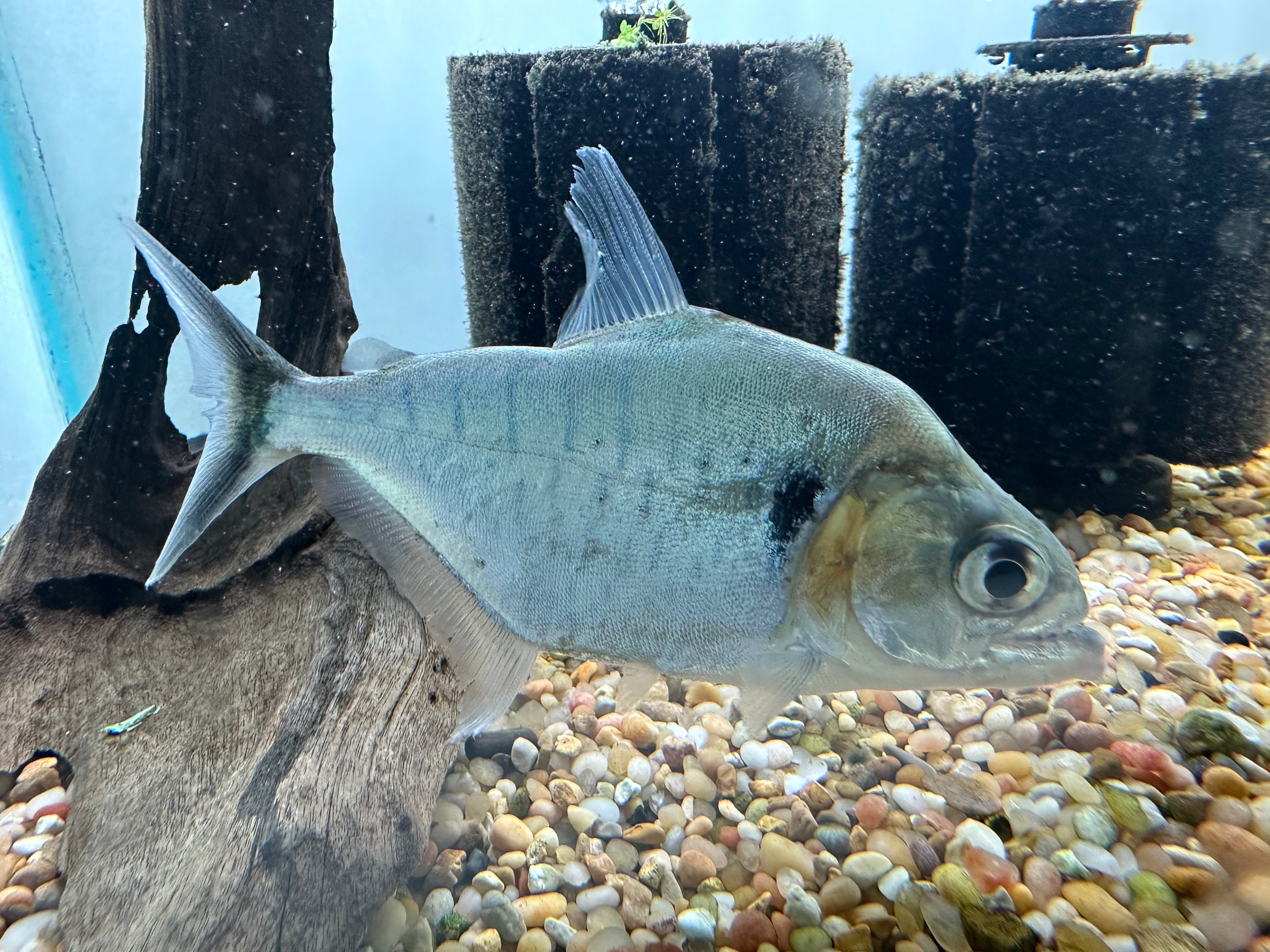 Manueli Piranha (3-3.5”)