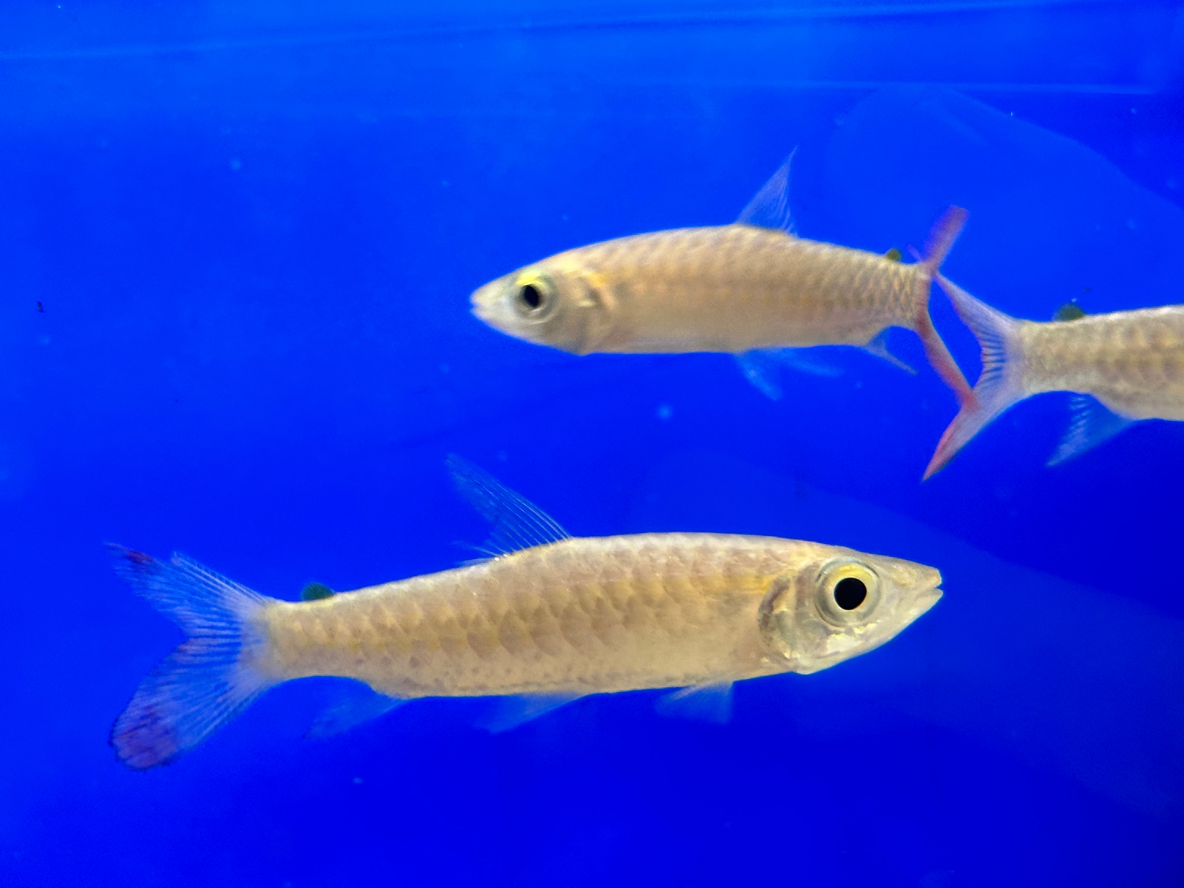 Pink Tail Chalceus (2”)