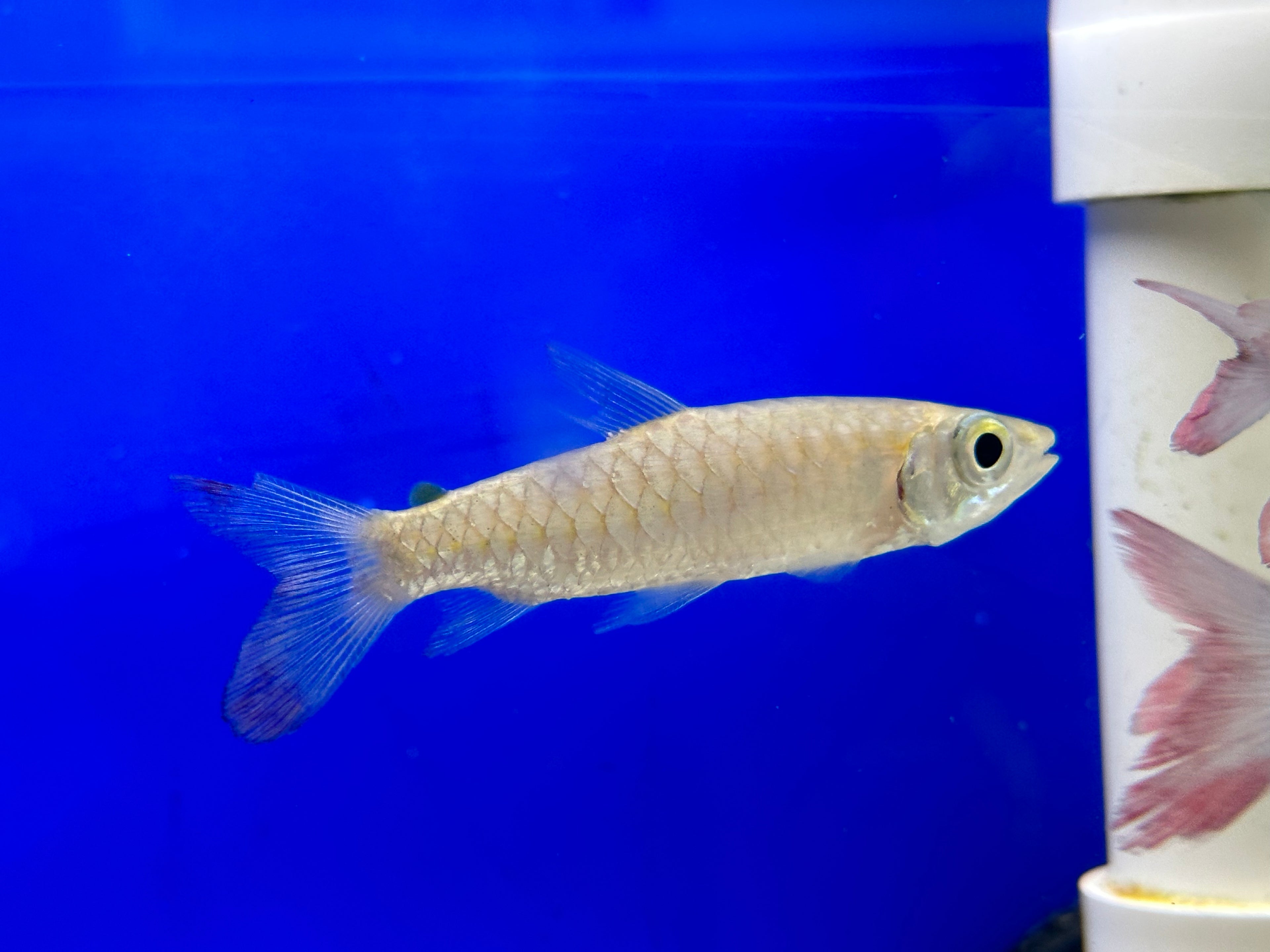 Pink Tail Chalceus (2”)