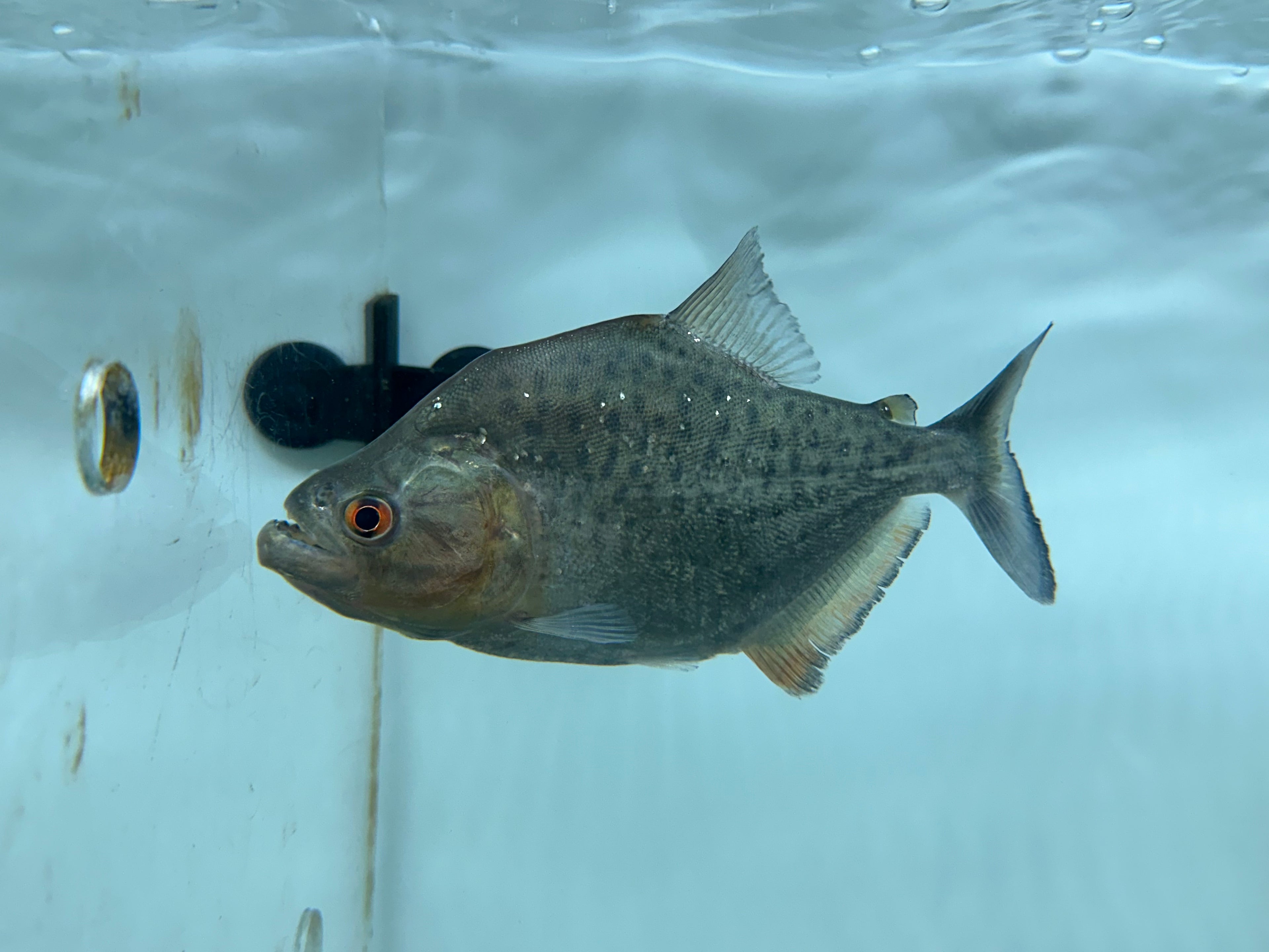 Black Rhom Piranha (2.75-4”)