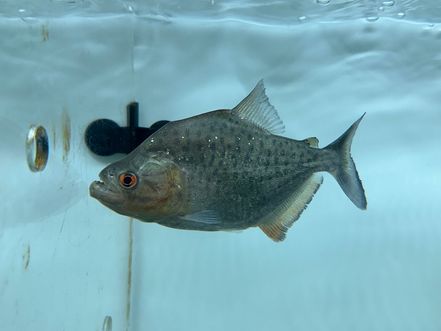Black Rhom Piranha (3.5-4”)