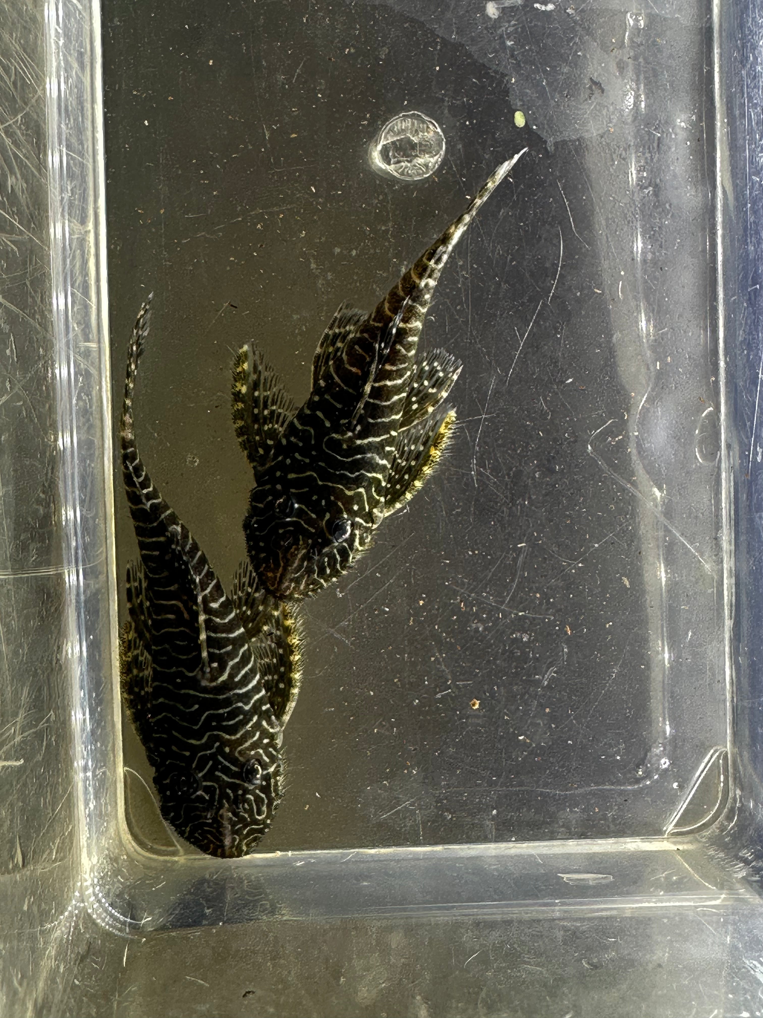 L257 Tigris Pleco (2-2.5”)