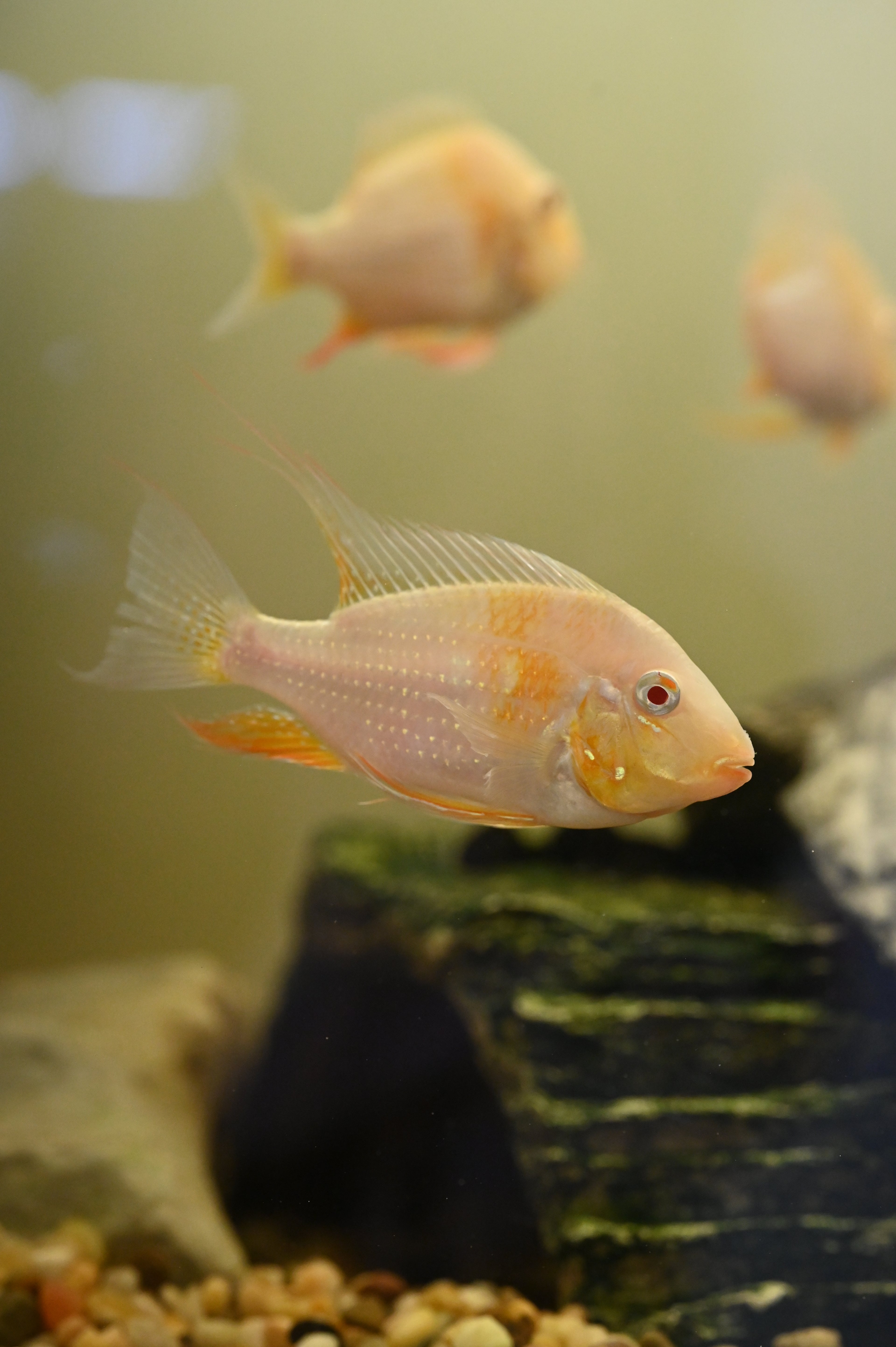 Albino Heckelii Geophagus Cichlid (2.5-3”)