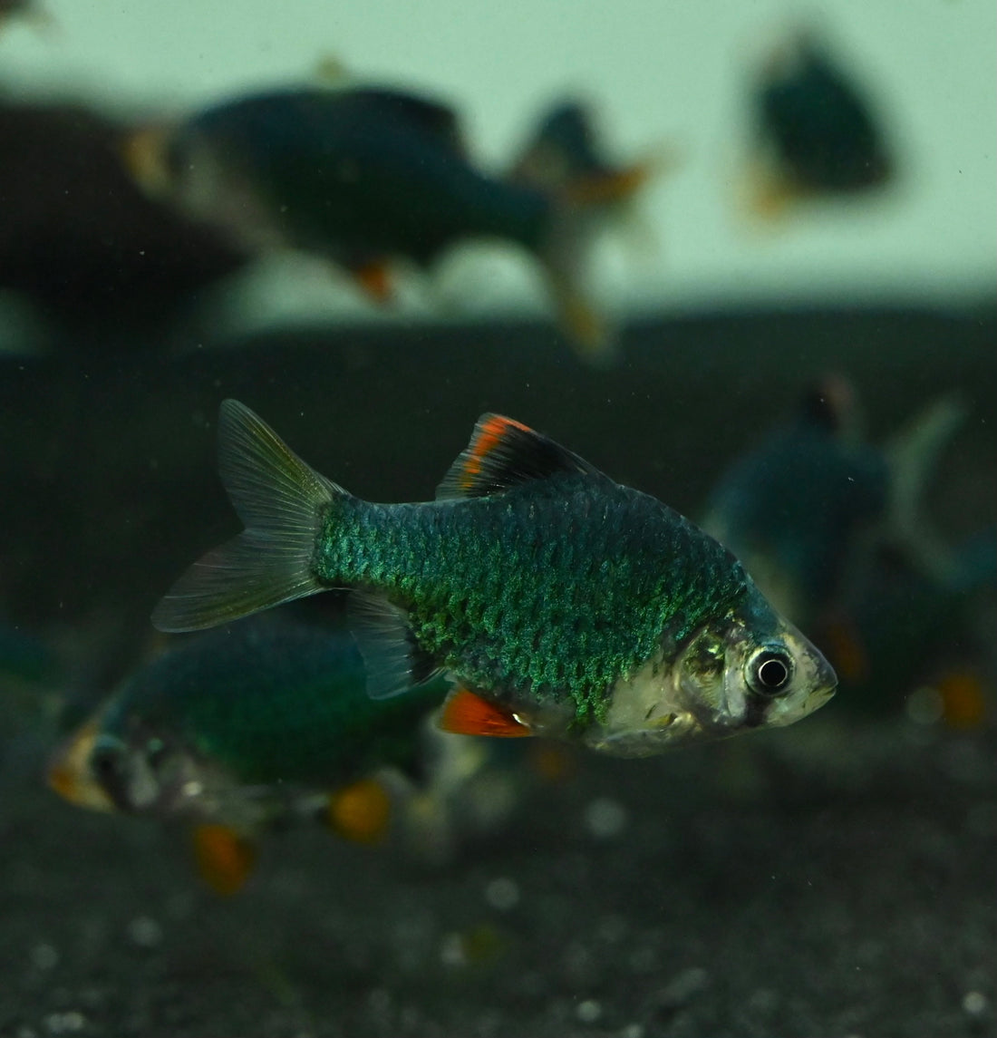Green Tiger Barb (1.5”)