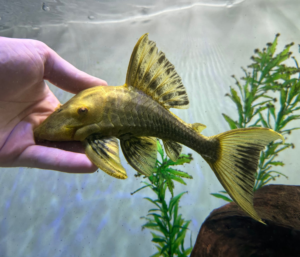 “Xanthic” L330 Watermelon Royal Pleco (7-8”)