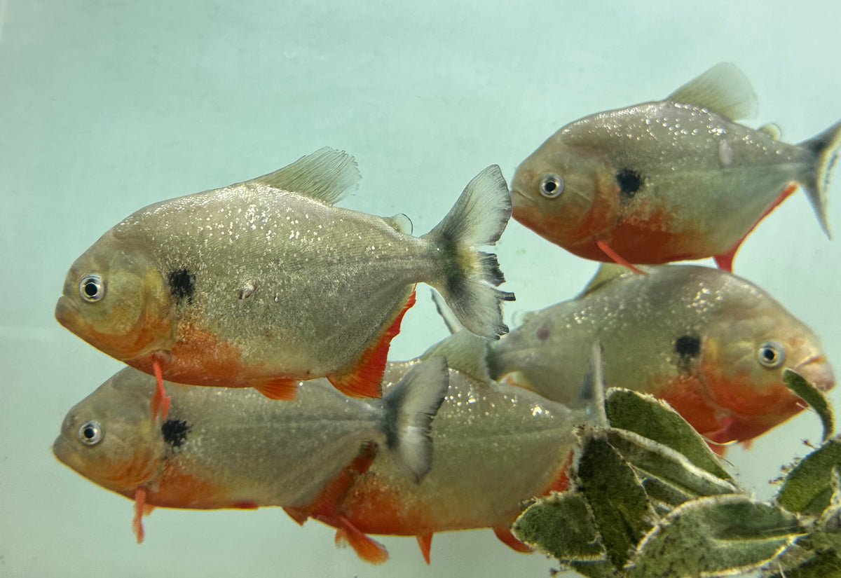 Large Caribe Piranha (5”)