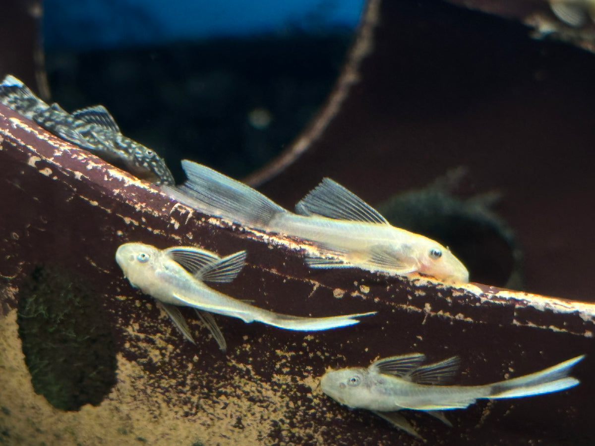 Baby Longfin Blue Eye Lemon Bushynose (1-1.5”)