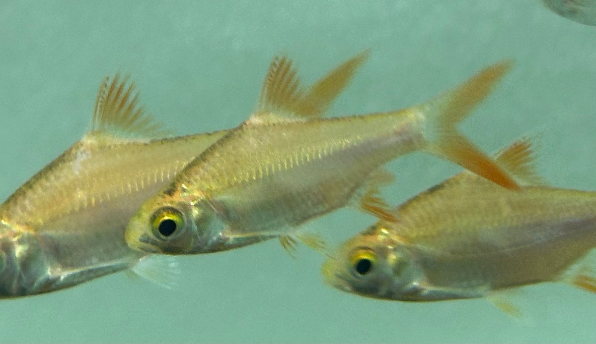 Xanthic Tinfoil Barb (2.5”)