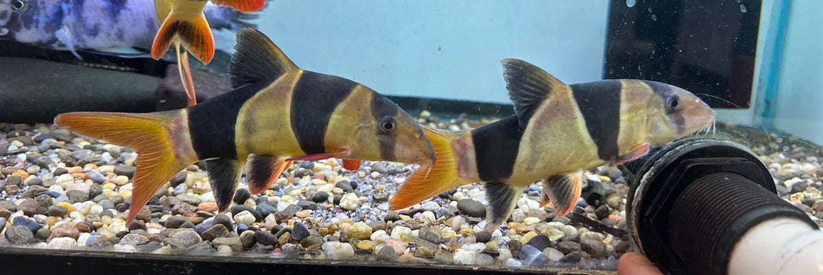 LARGE Clown Loach (6-7”)