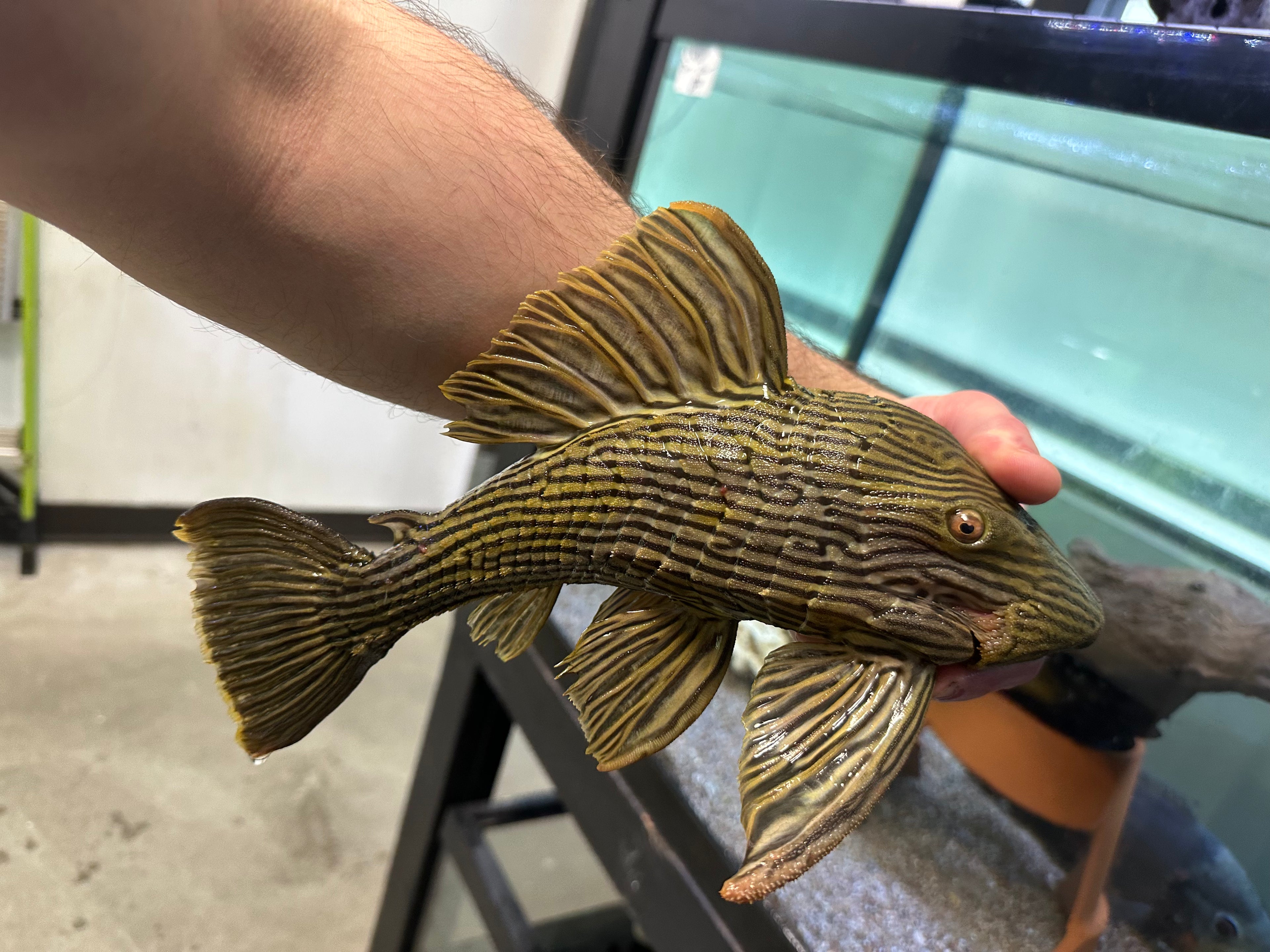XL L027 Royal Pleco Araguaiae (11-12”)