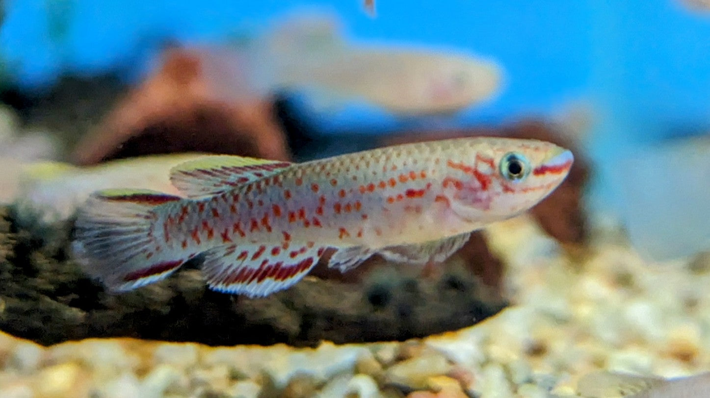 Gardneri Killifish (1")
