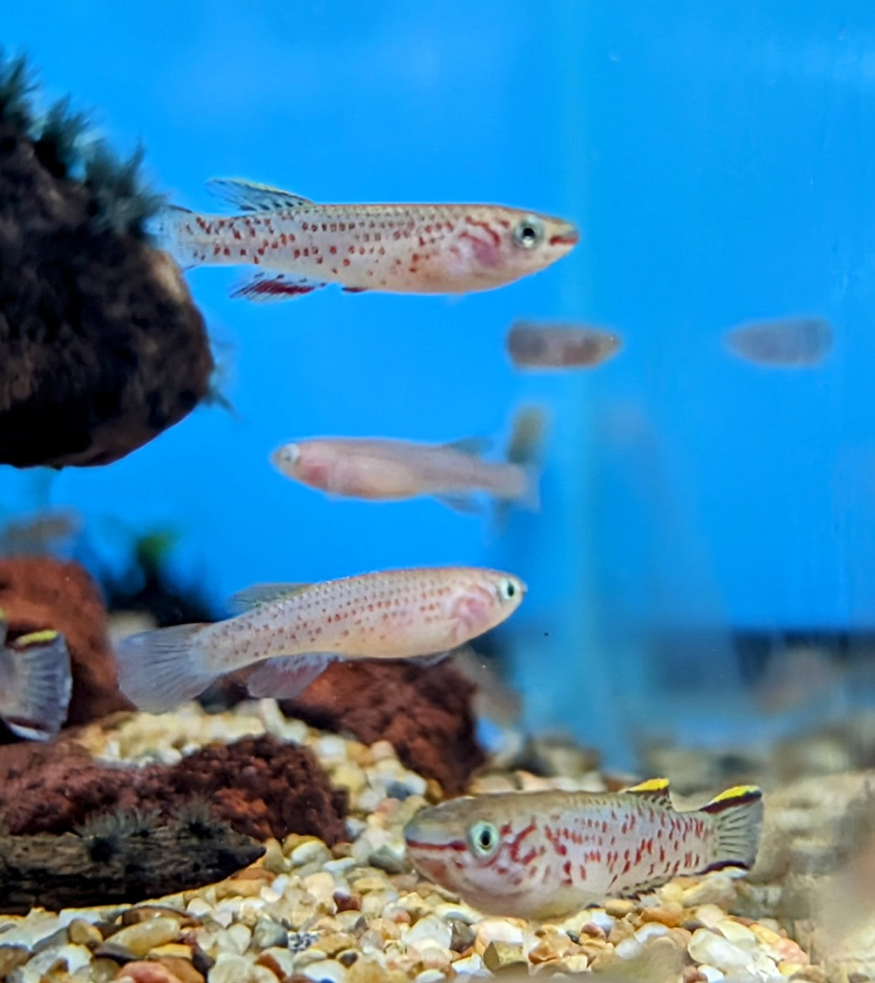 Gardneri Killifish (1")