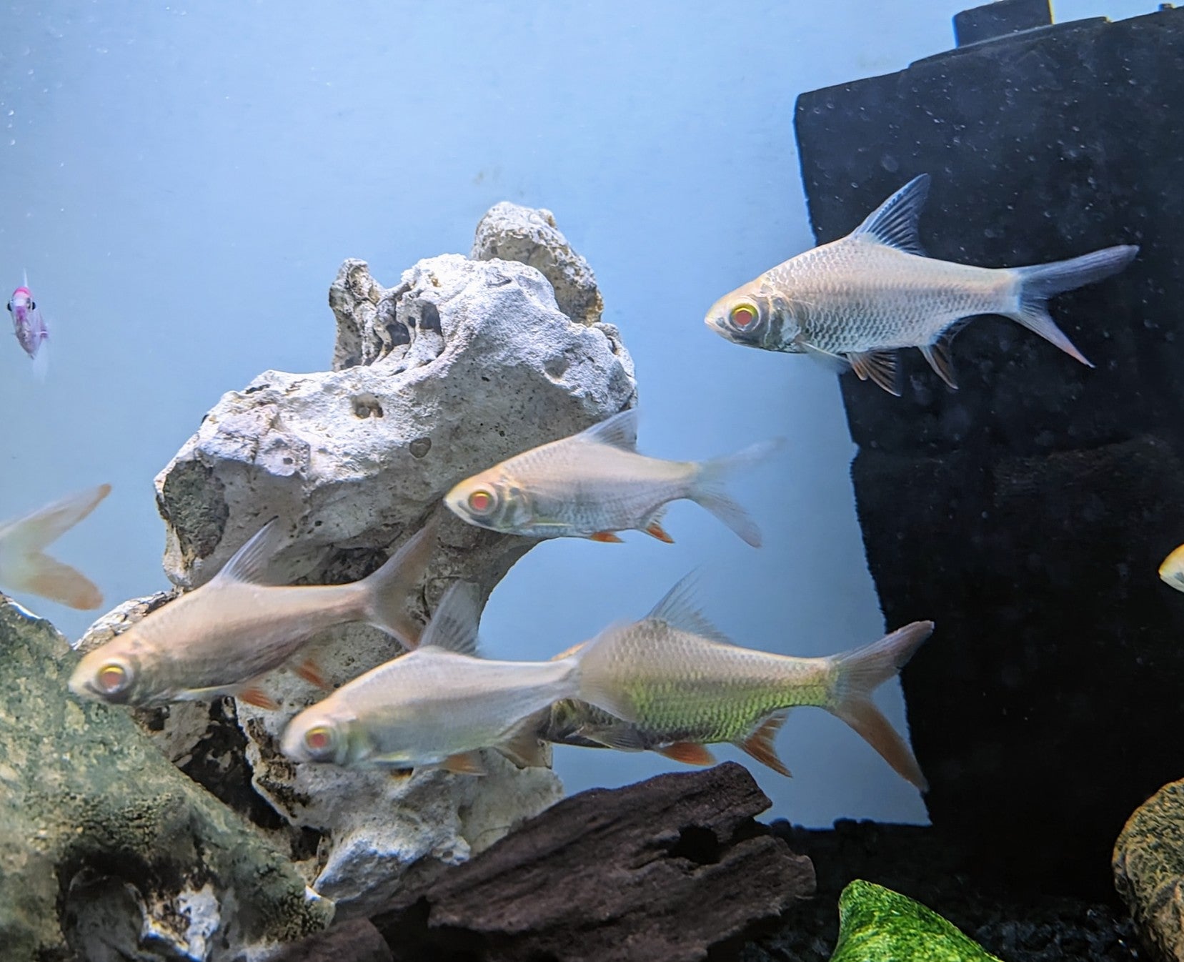 Albino Tinfoil Barb (2.5-3”)