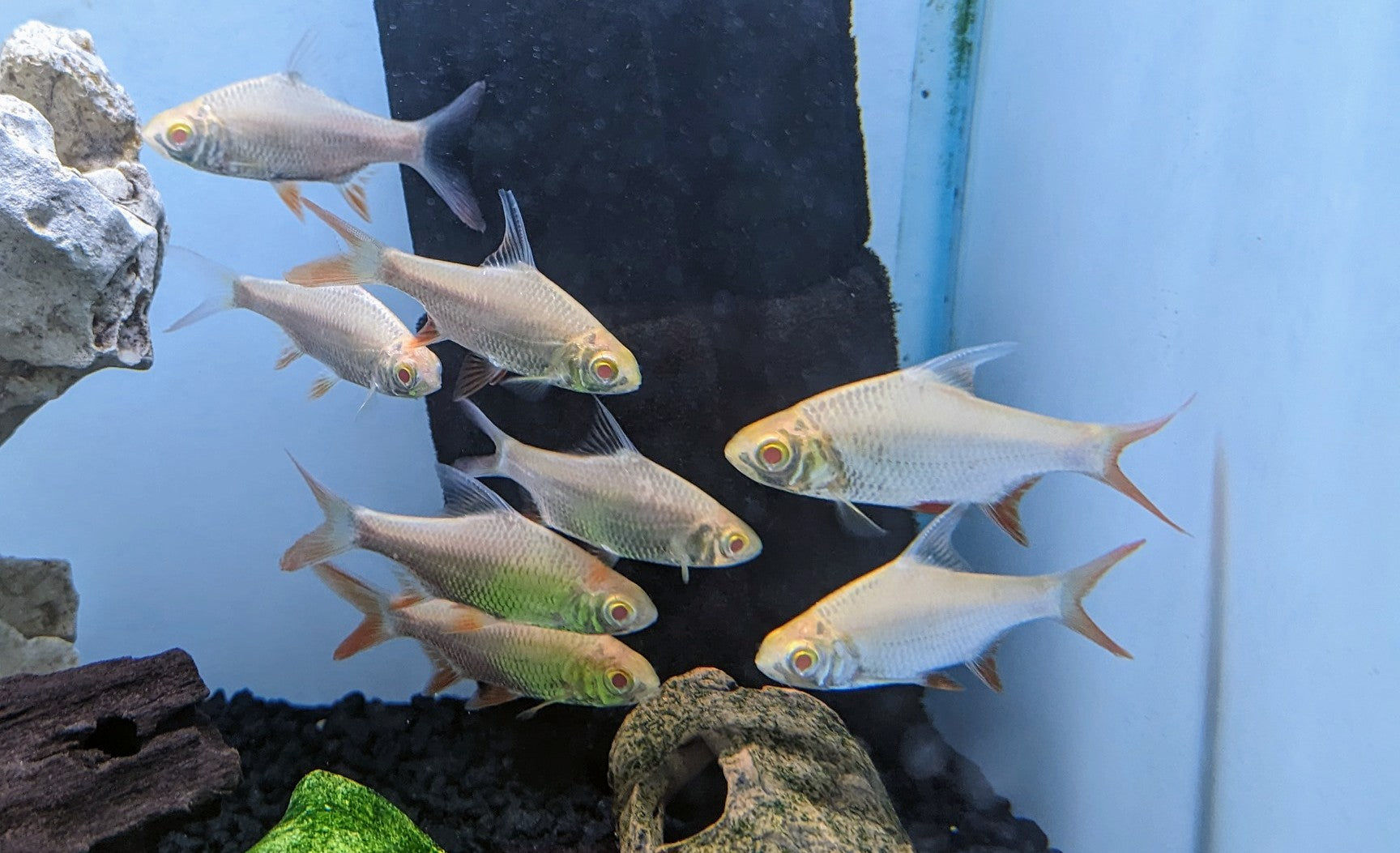 Albino Tinfoil Barb (2.5-3”)