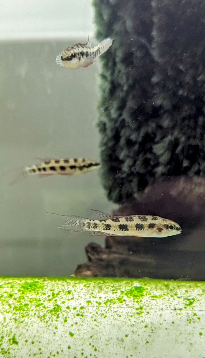 Checkerboard Cichlids (1”)