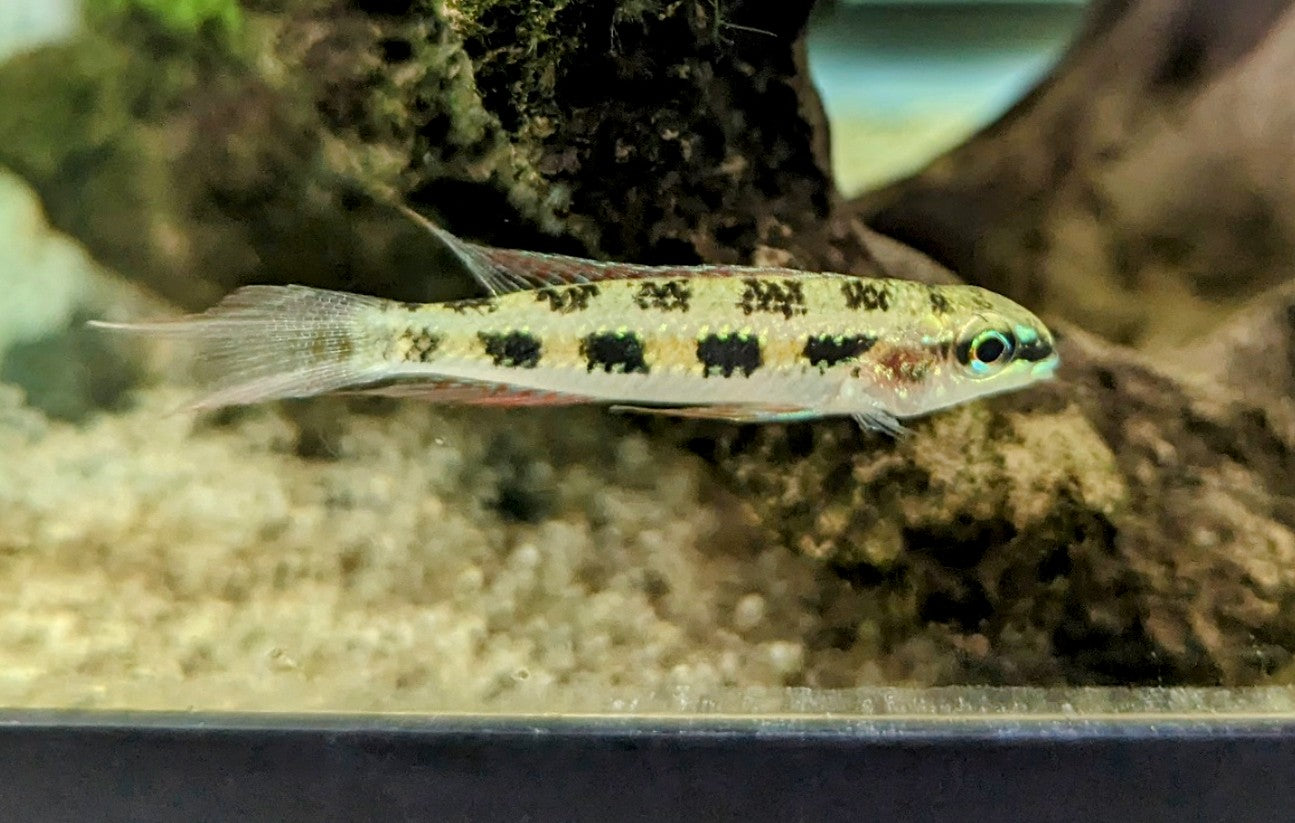 Checkerboard Cichlids (1”)