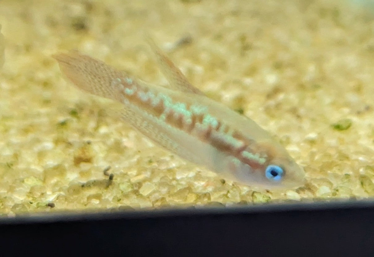 Gurami brillante (0,75")