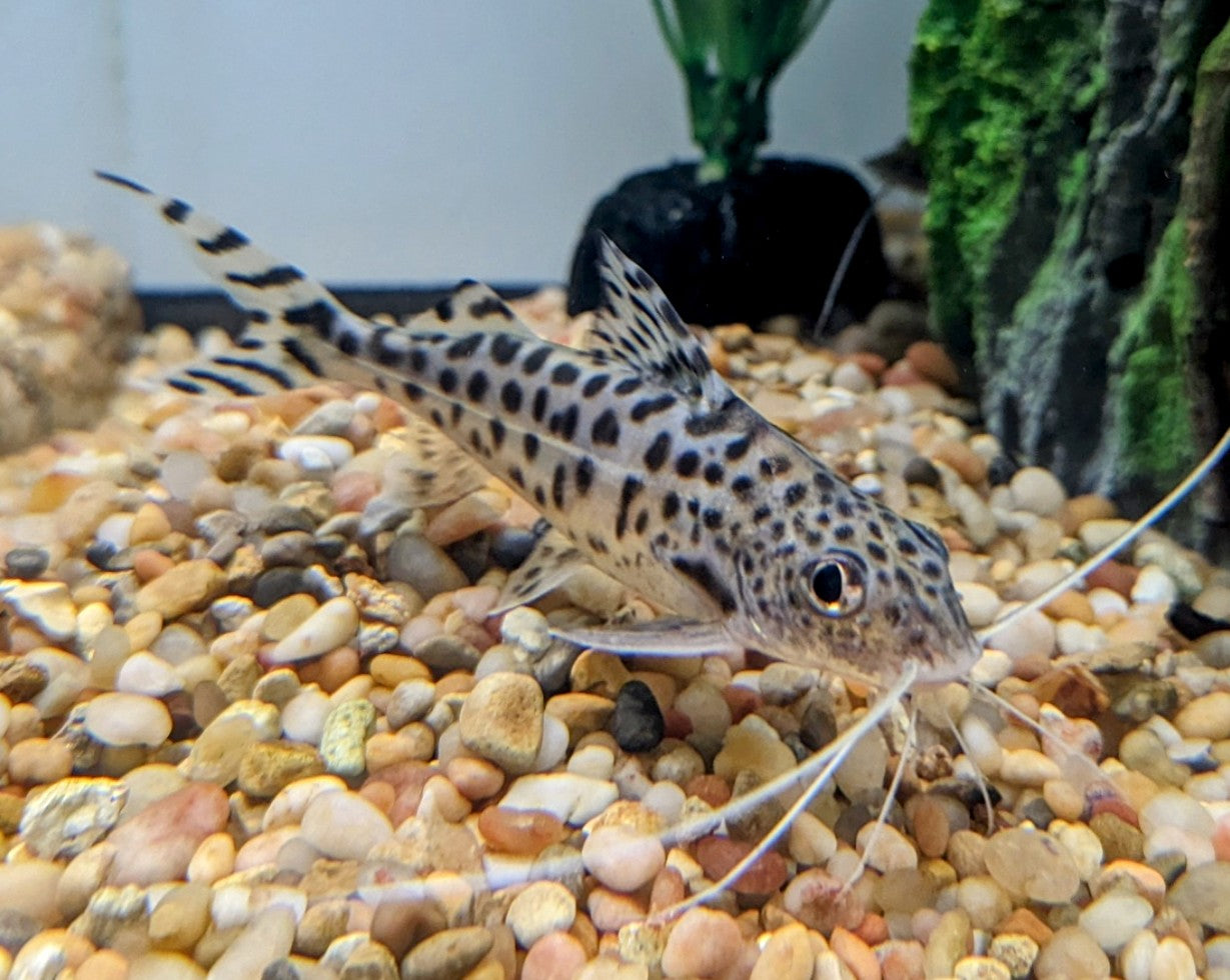 Pez gato pictus (2”)