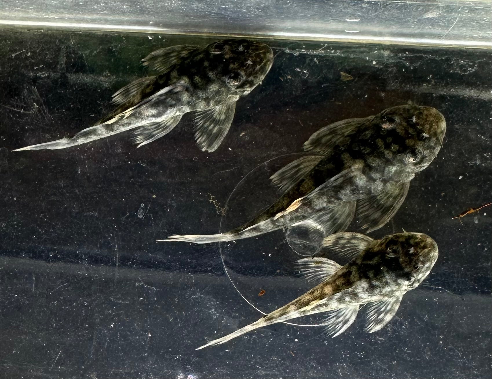 L106 Orange Seam Pleco (2”)