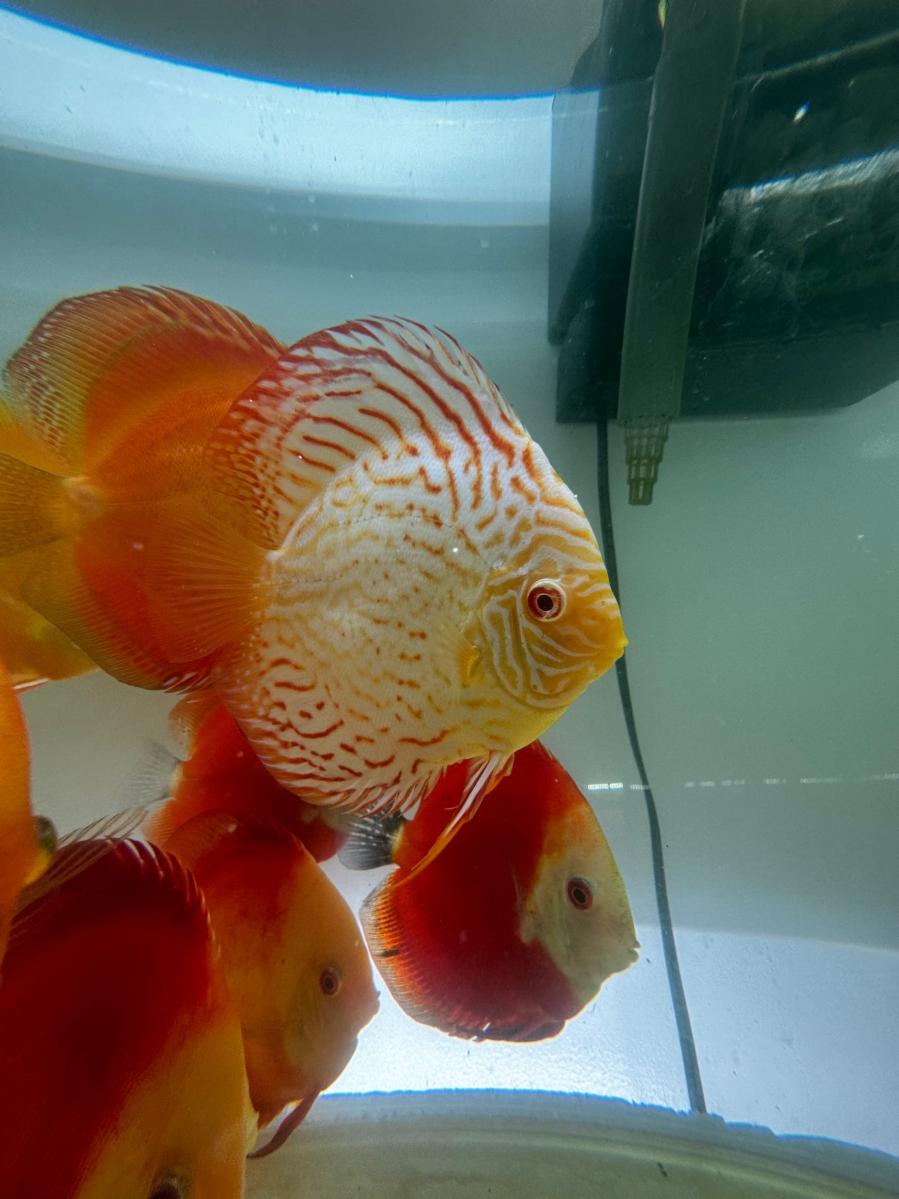 Red Albino Cover Discus (5.5”)