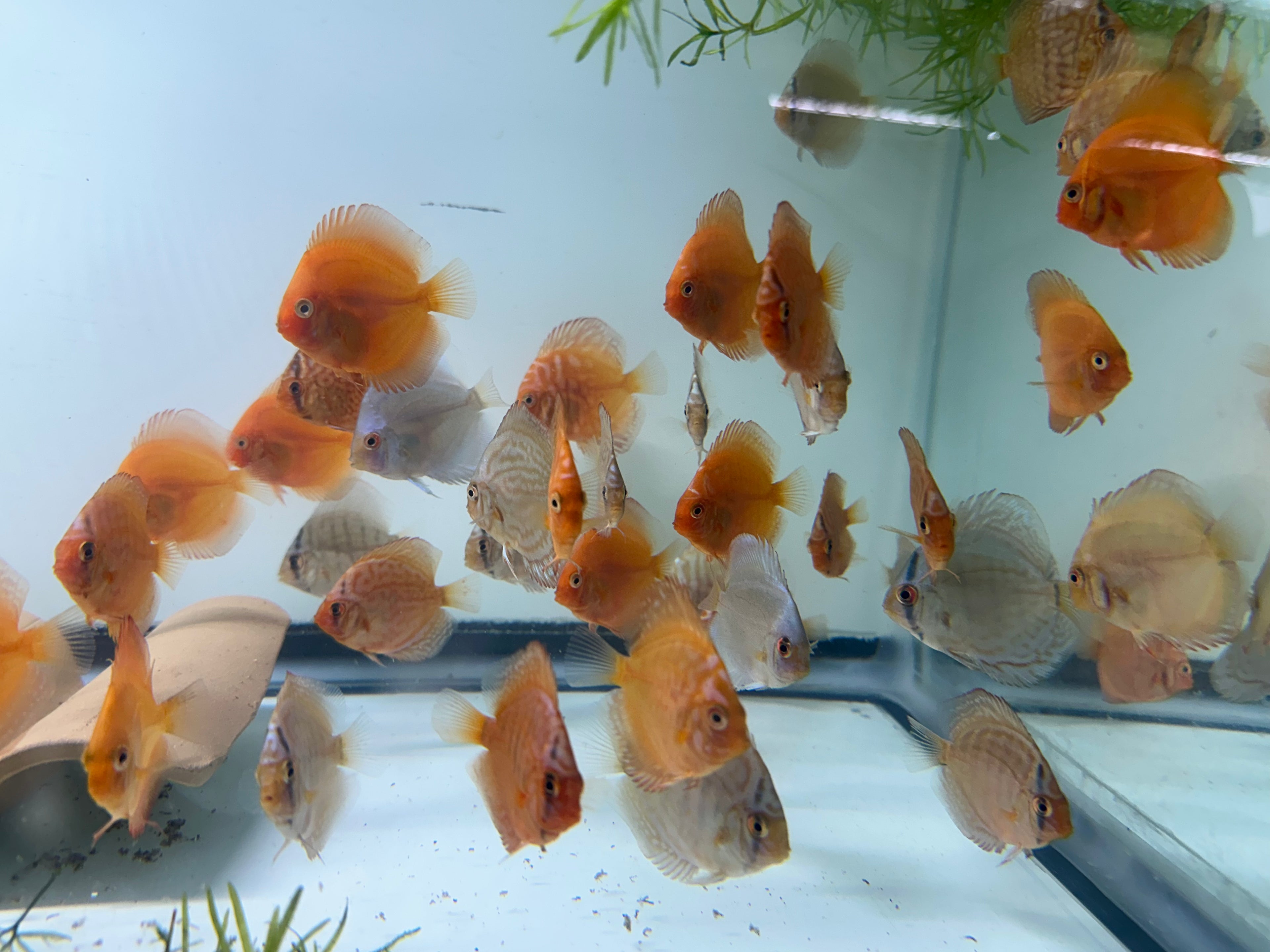 Assorted Juvenile Discus (2-2.25”)