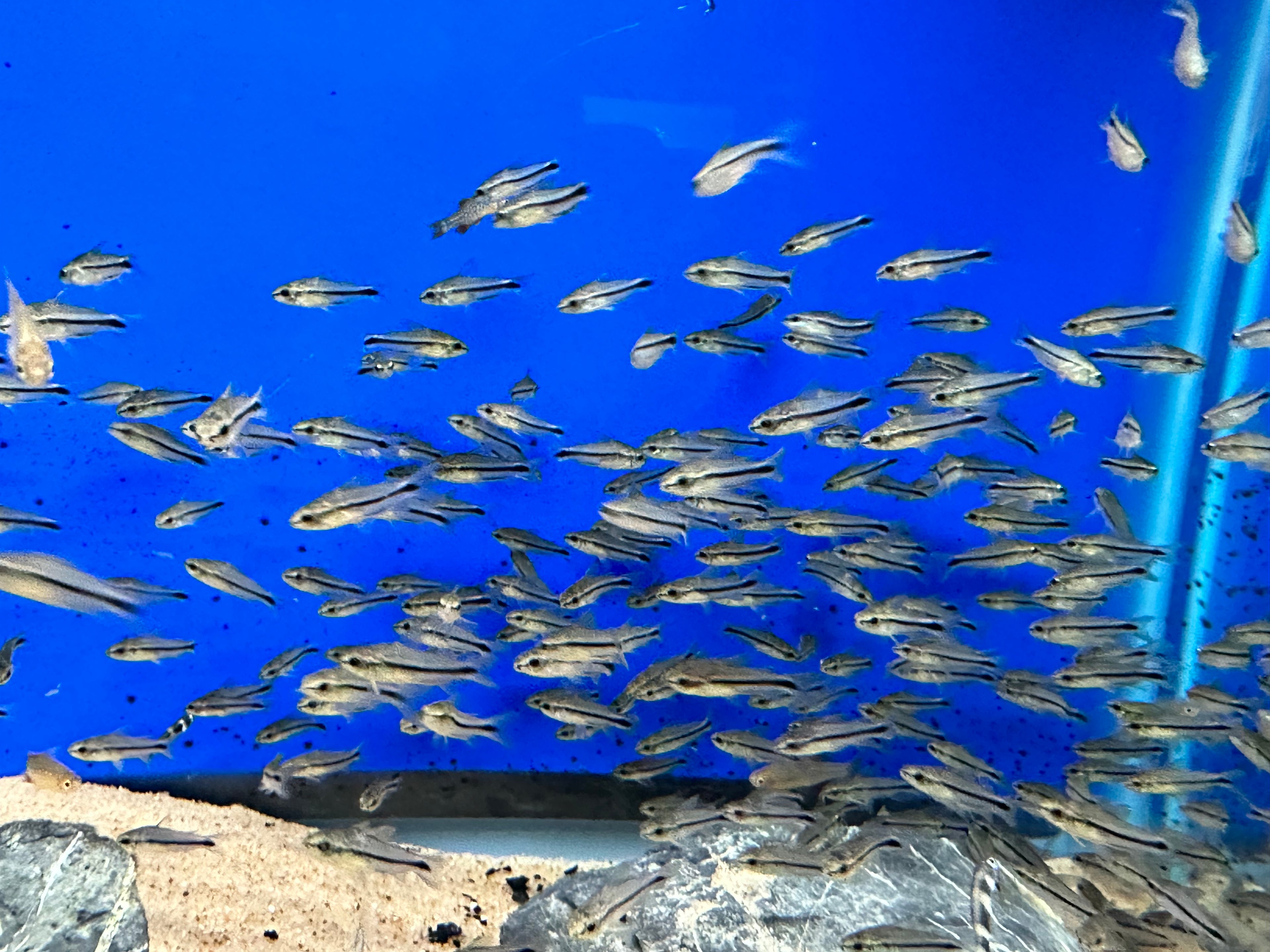 Pygmy Cory (.75-1”)