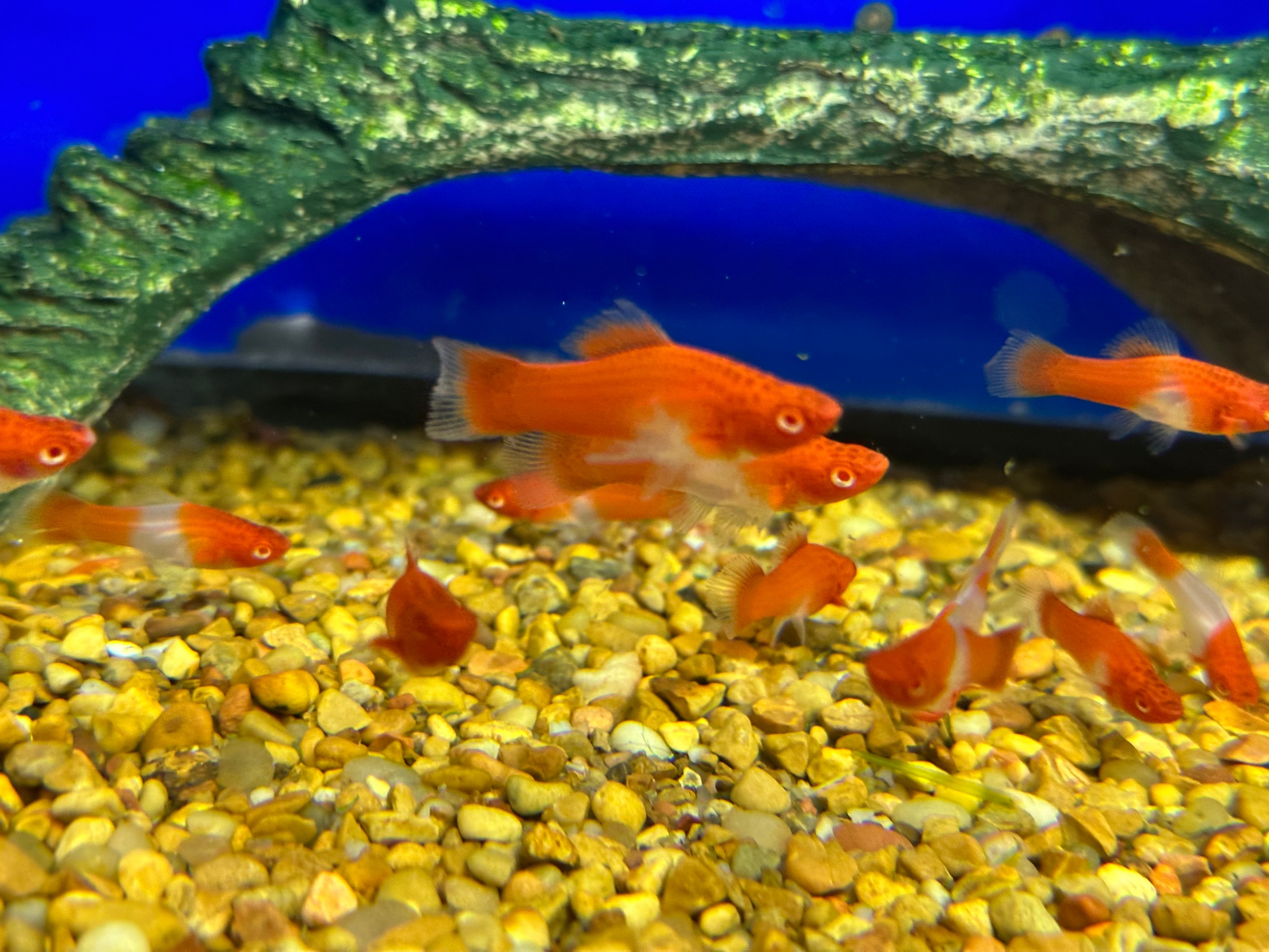 Red/White Swordtail (1.5”)