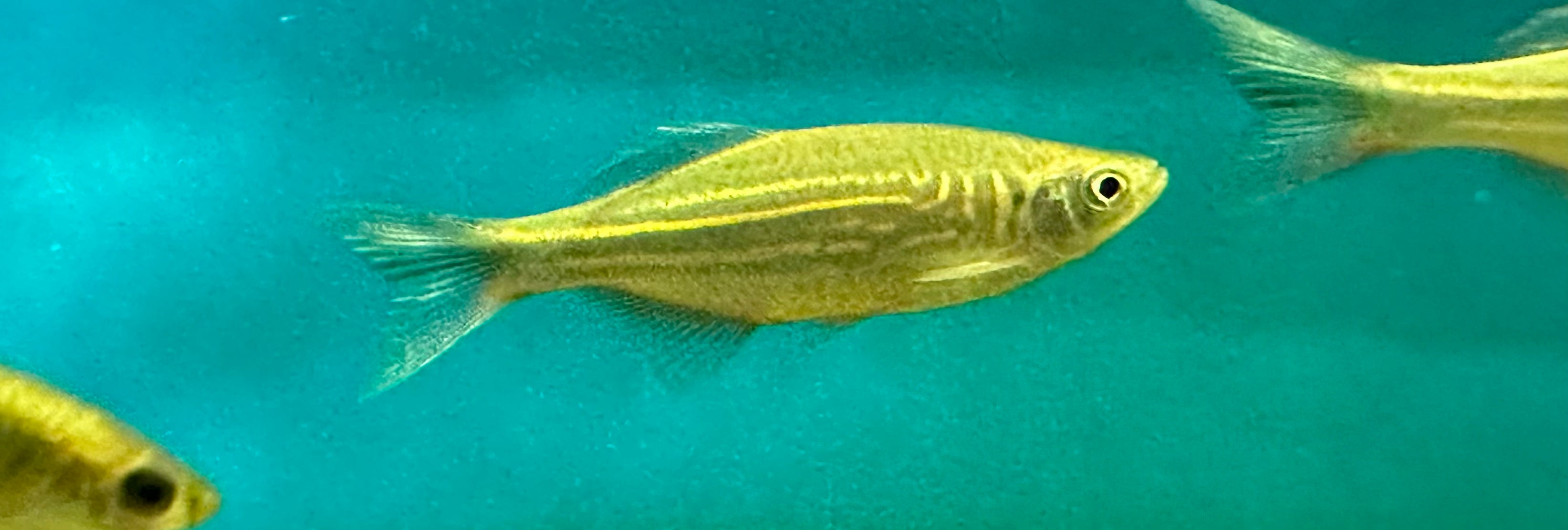 Malabar Giant Danio (2”)