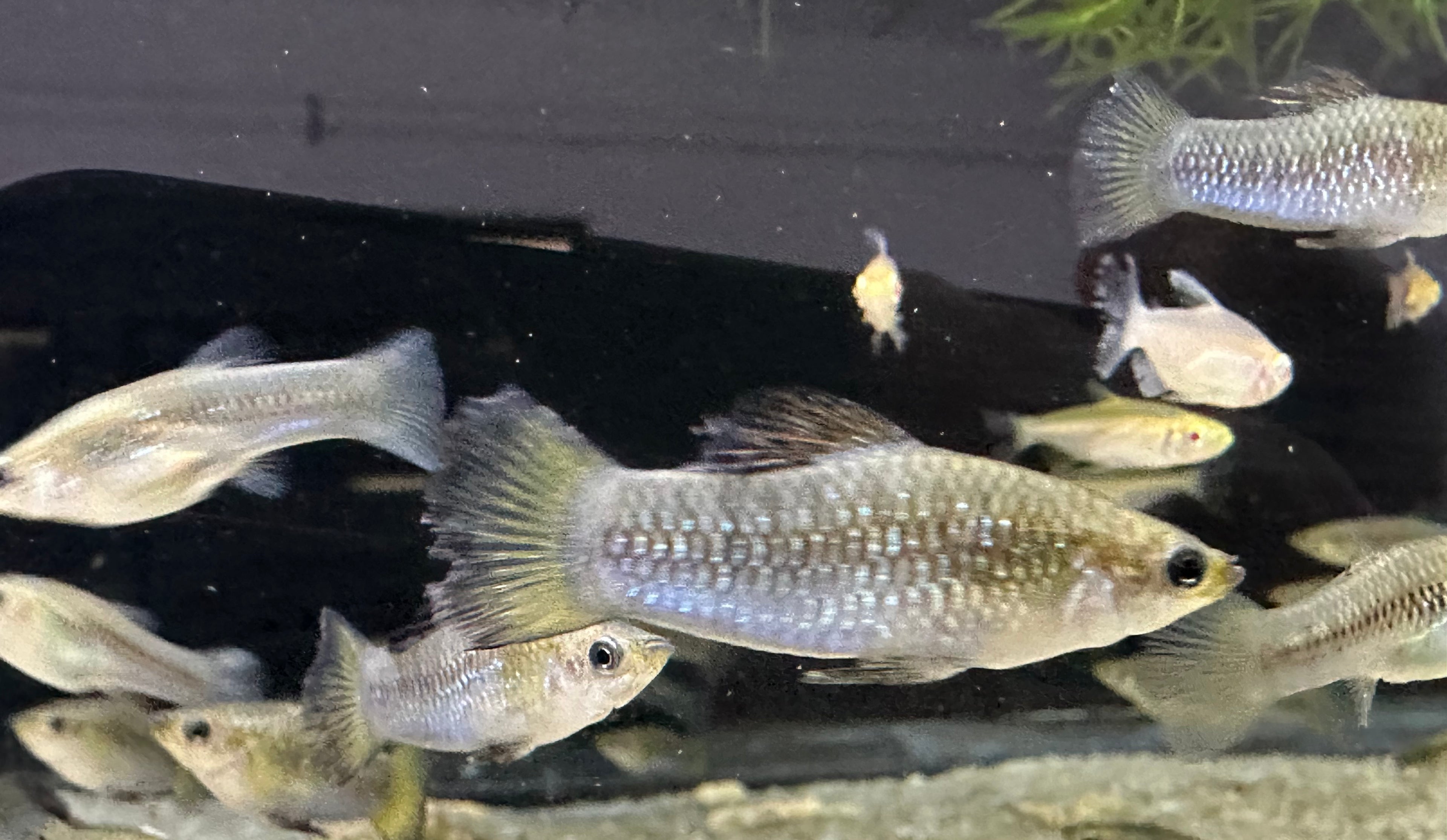 “Limia perugia” Livebearer (1.5”)