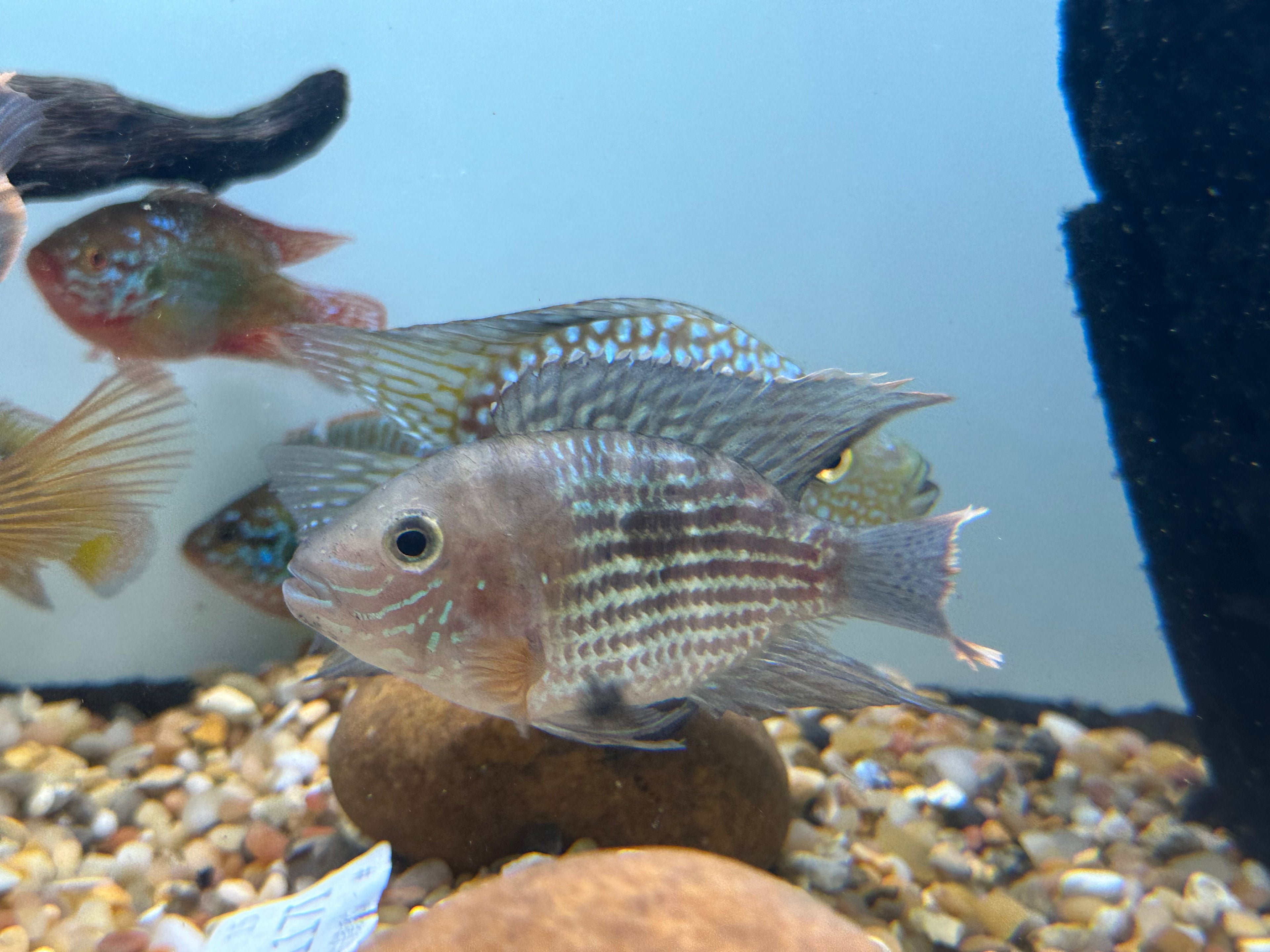 SB Green Terror (3.5-4”)
