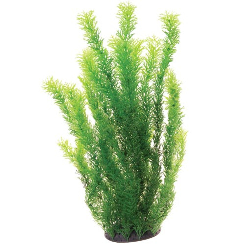 UT Cabomba 20”