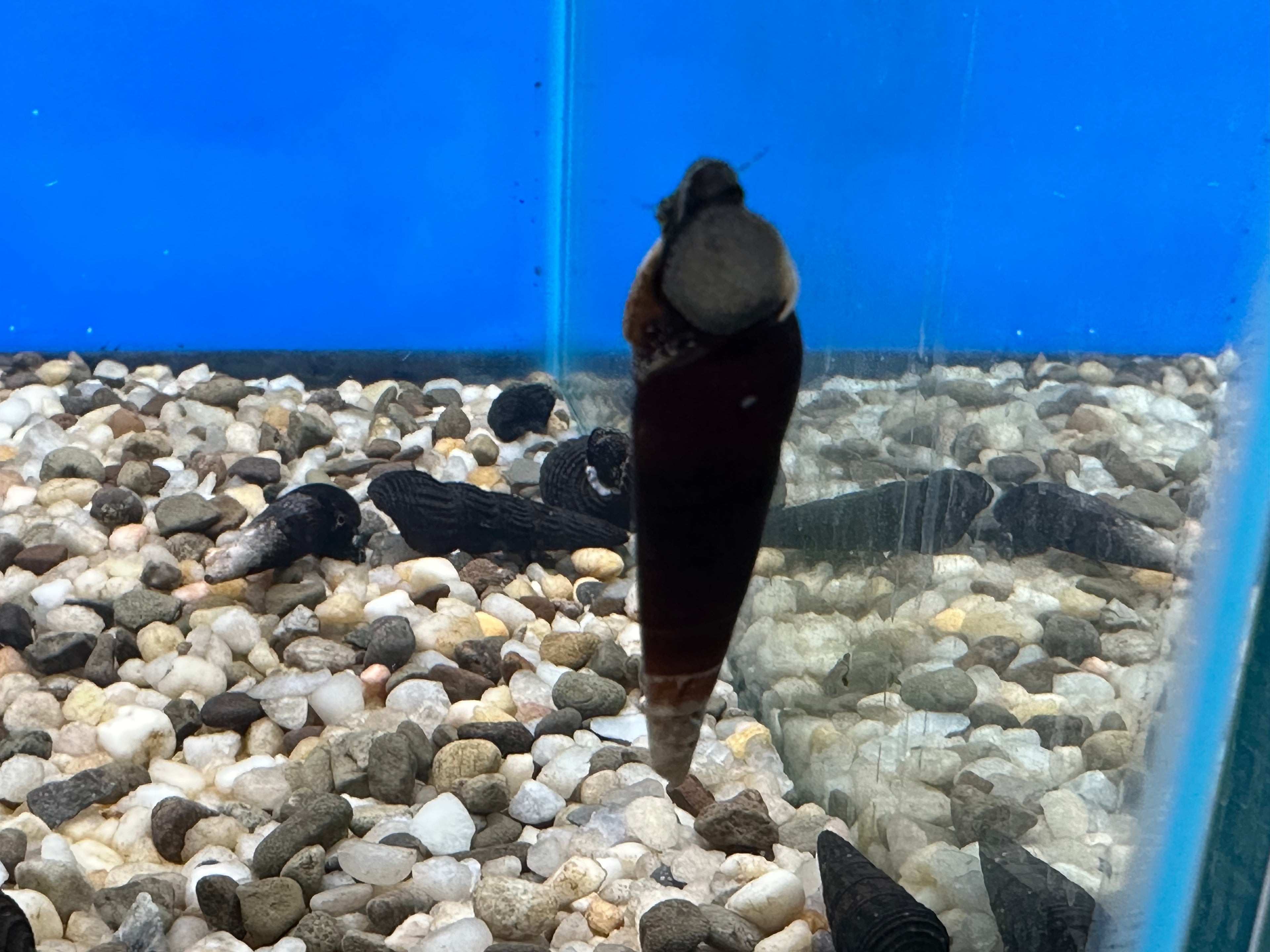 Rabbit Snails (2”)