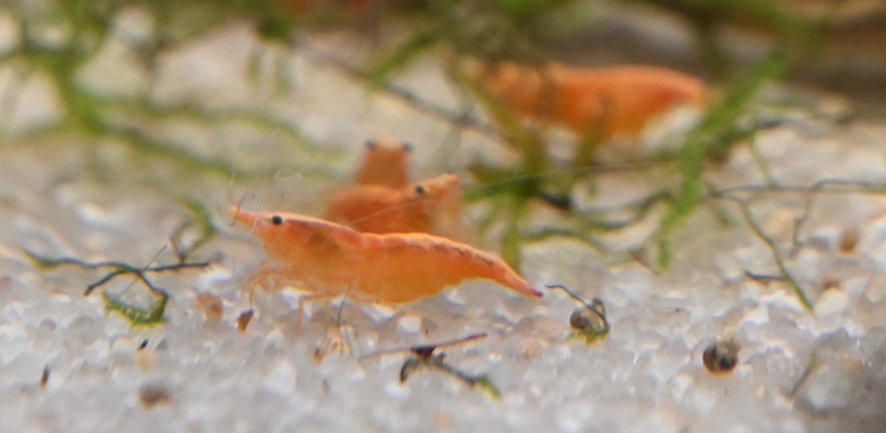 Goldenback Orange Shrimp (.75-1”)