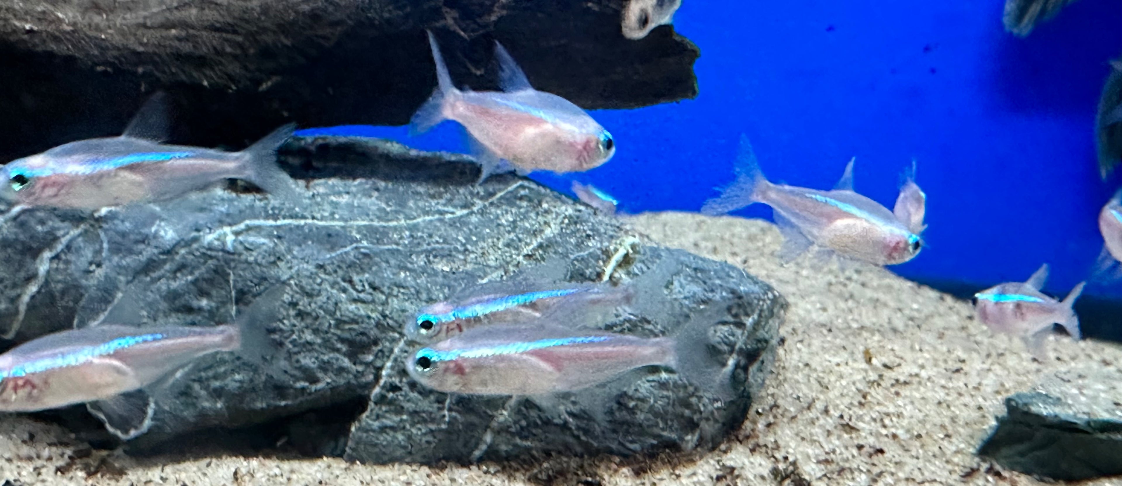 White Neon Tetra (.75-1”)