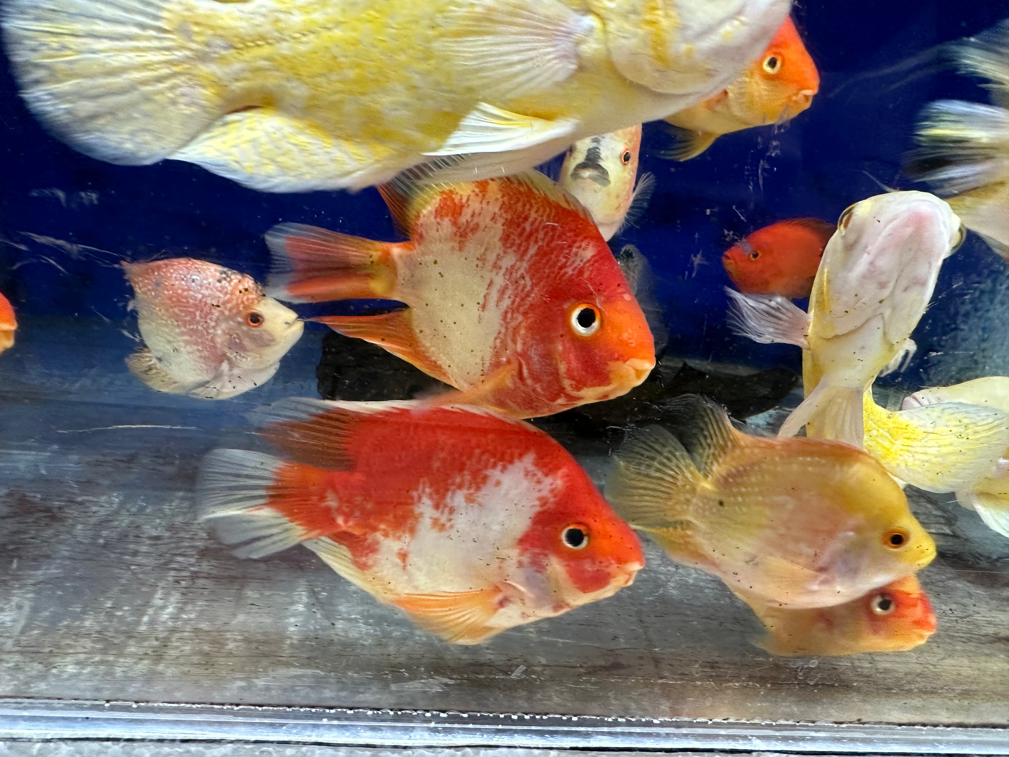 Red/White Parrot (5-5.5”)