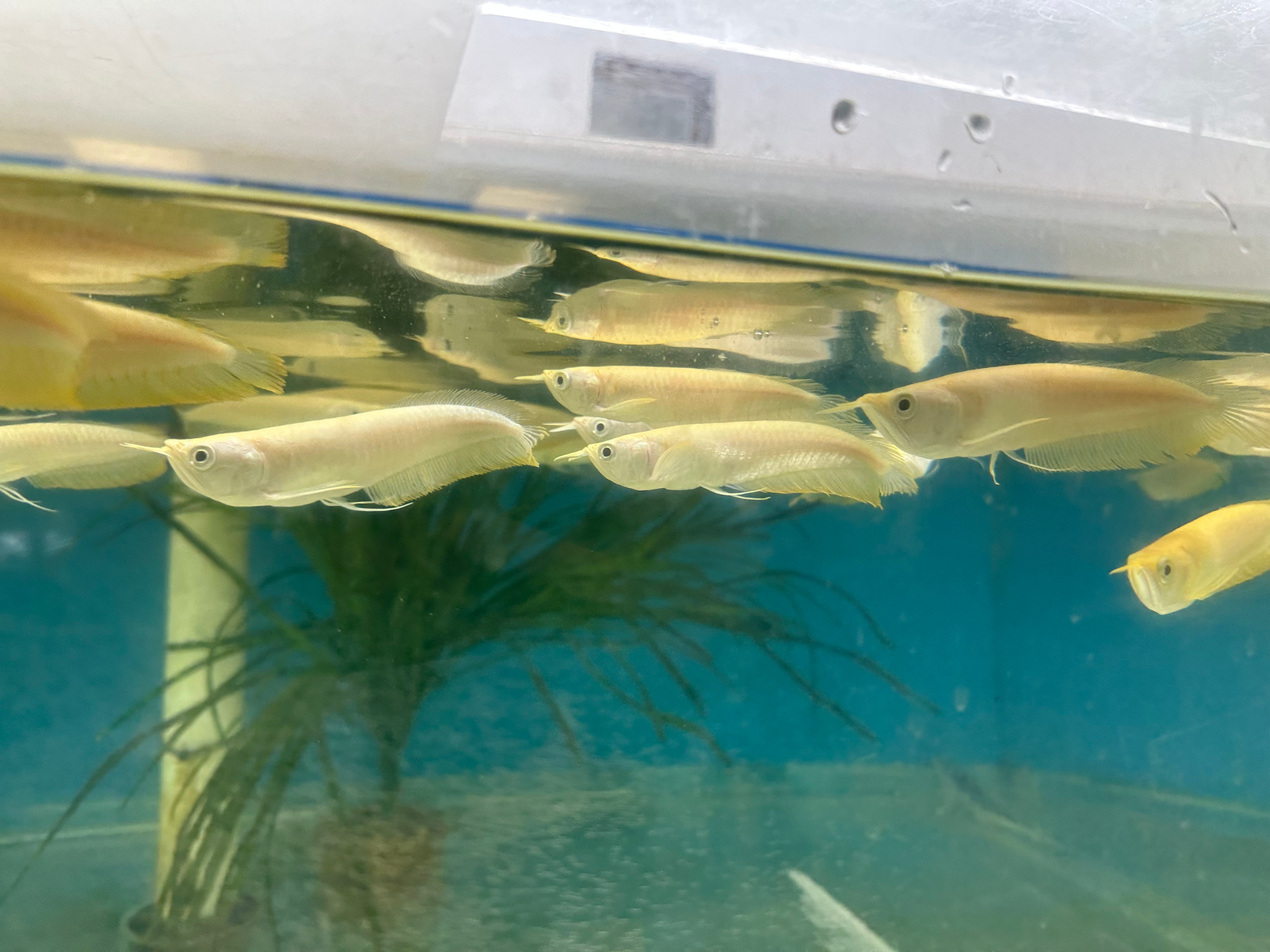 Albino Silver Arowana (7-8”)