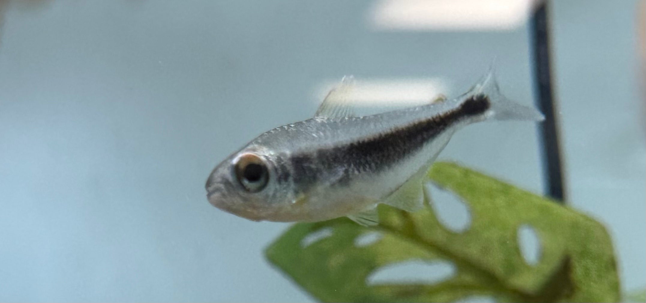 Xingu Black Neon Tetra (1.5”)