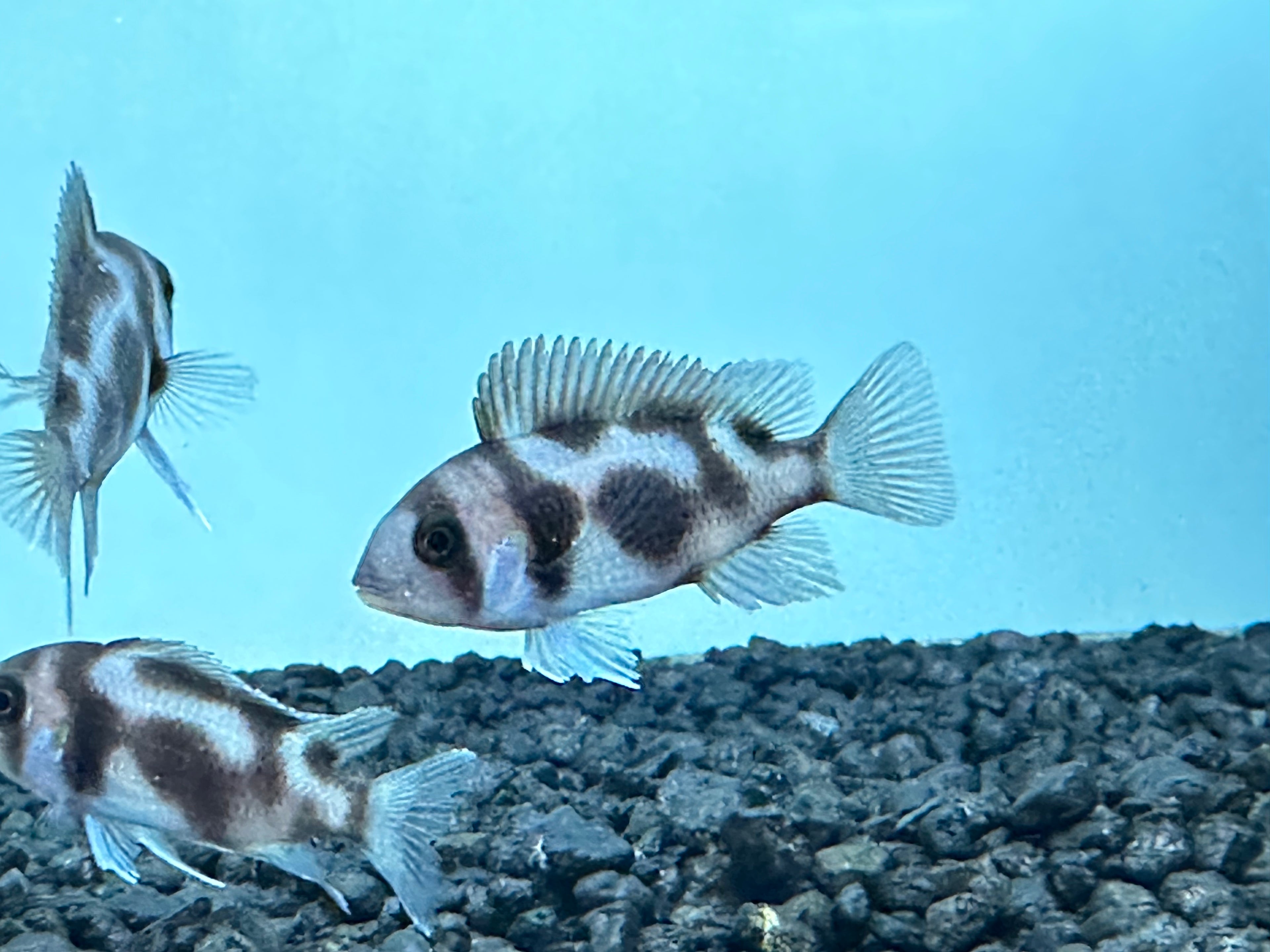 Black Widow Frontosa (1.75”)