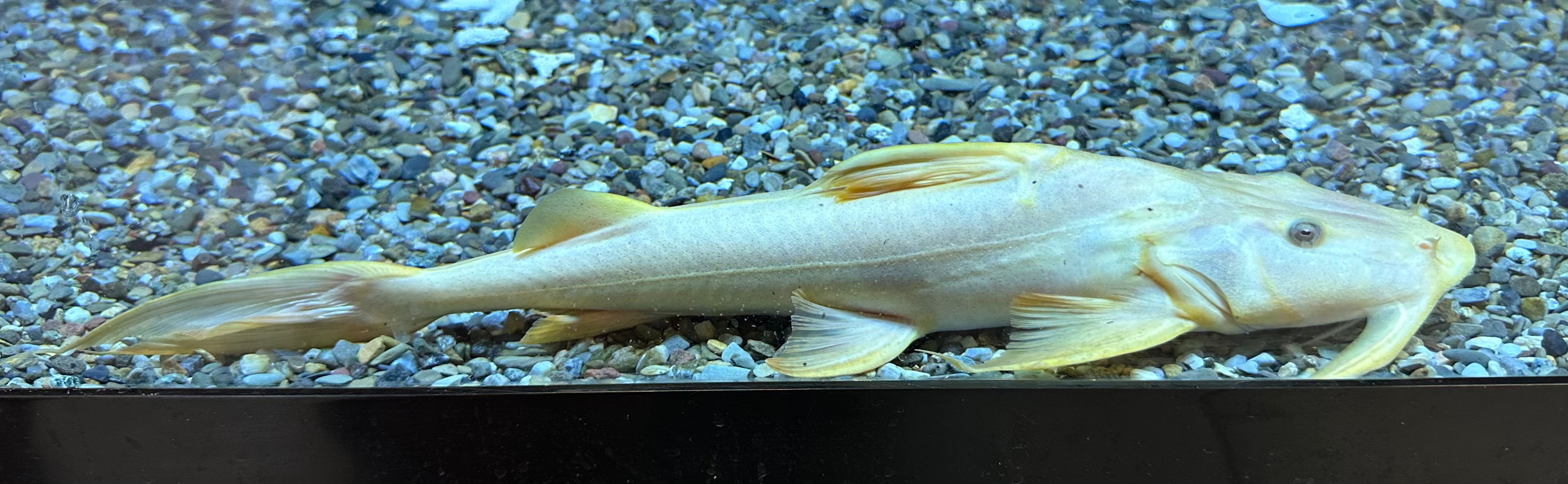 Albino Goonch Catfish (12-13”)