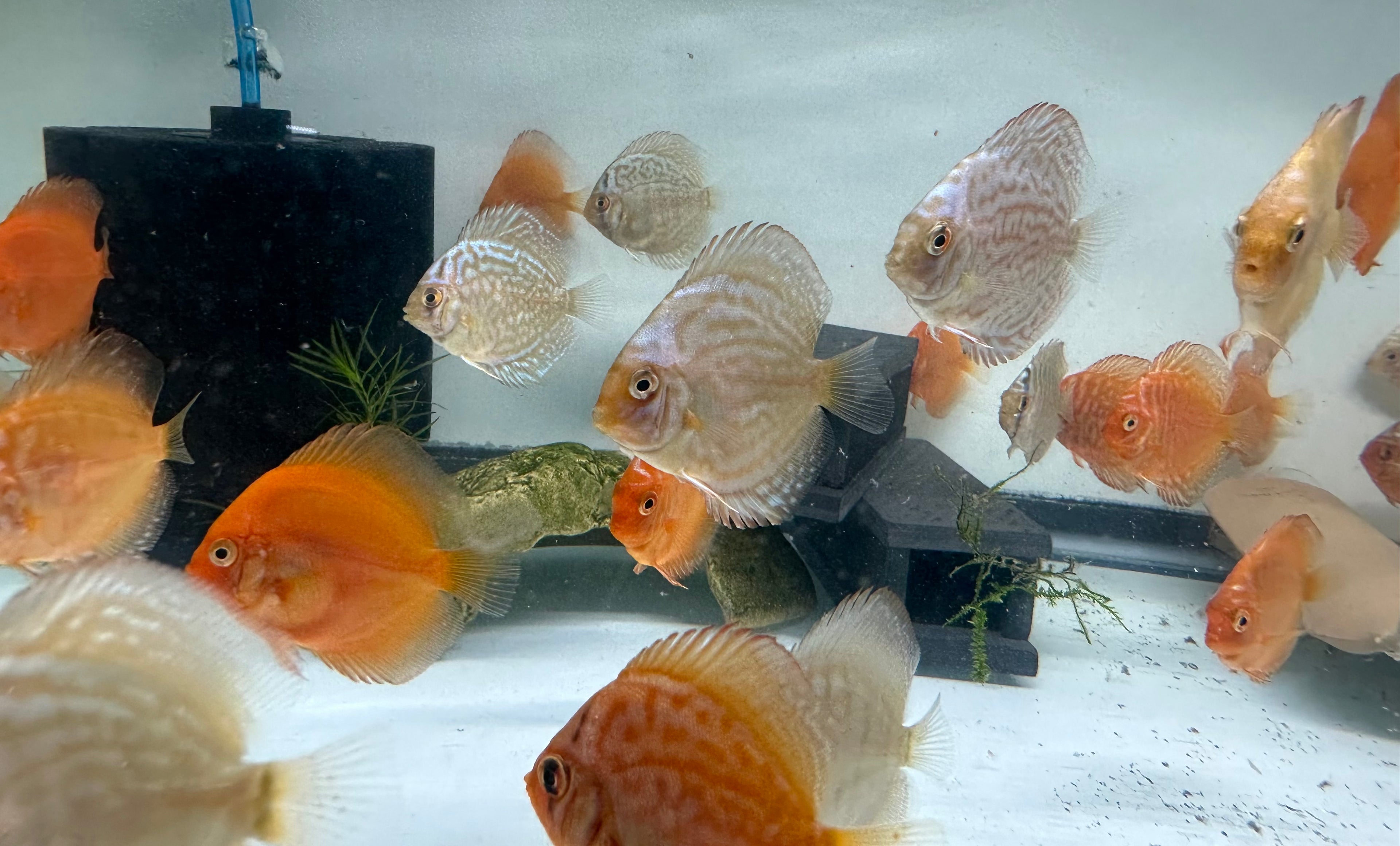 Assorted Juvenile Discus (2-2.25”)