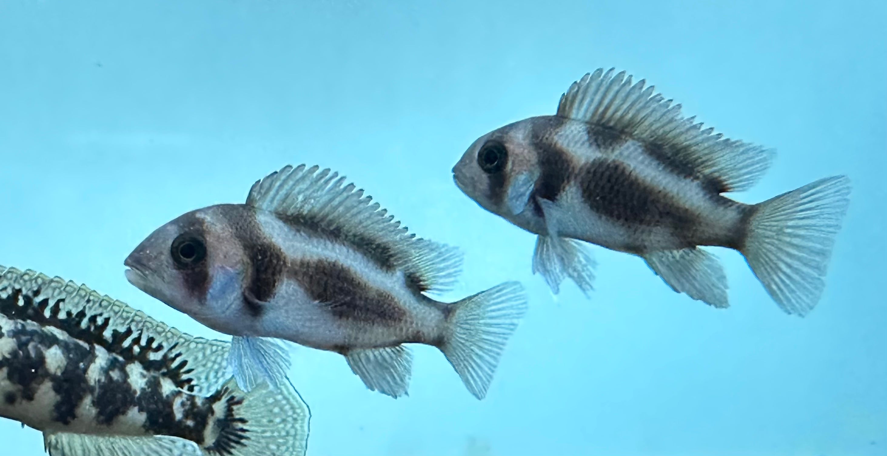 Black Widow Frontosa (1.75”)