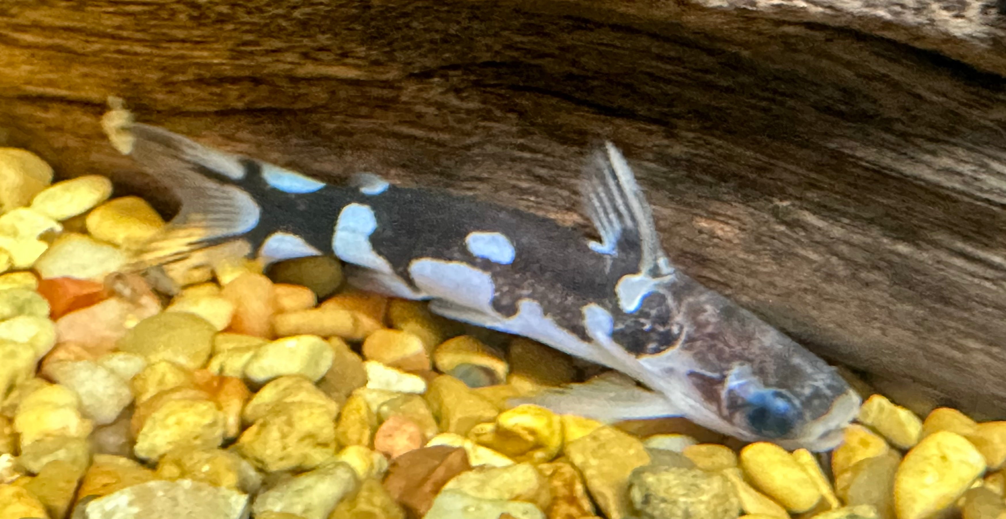 Orca Driftwood Catfish (2.5”)