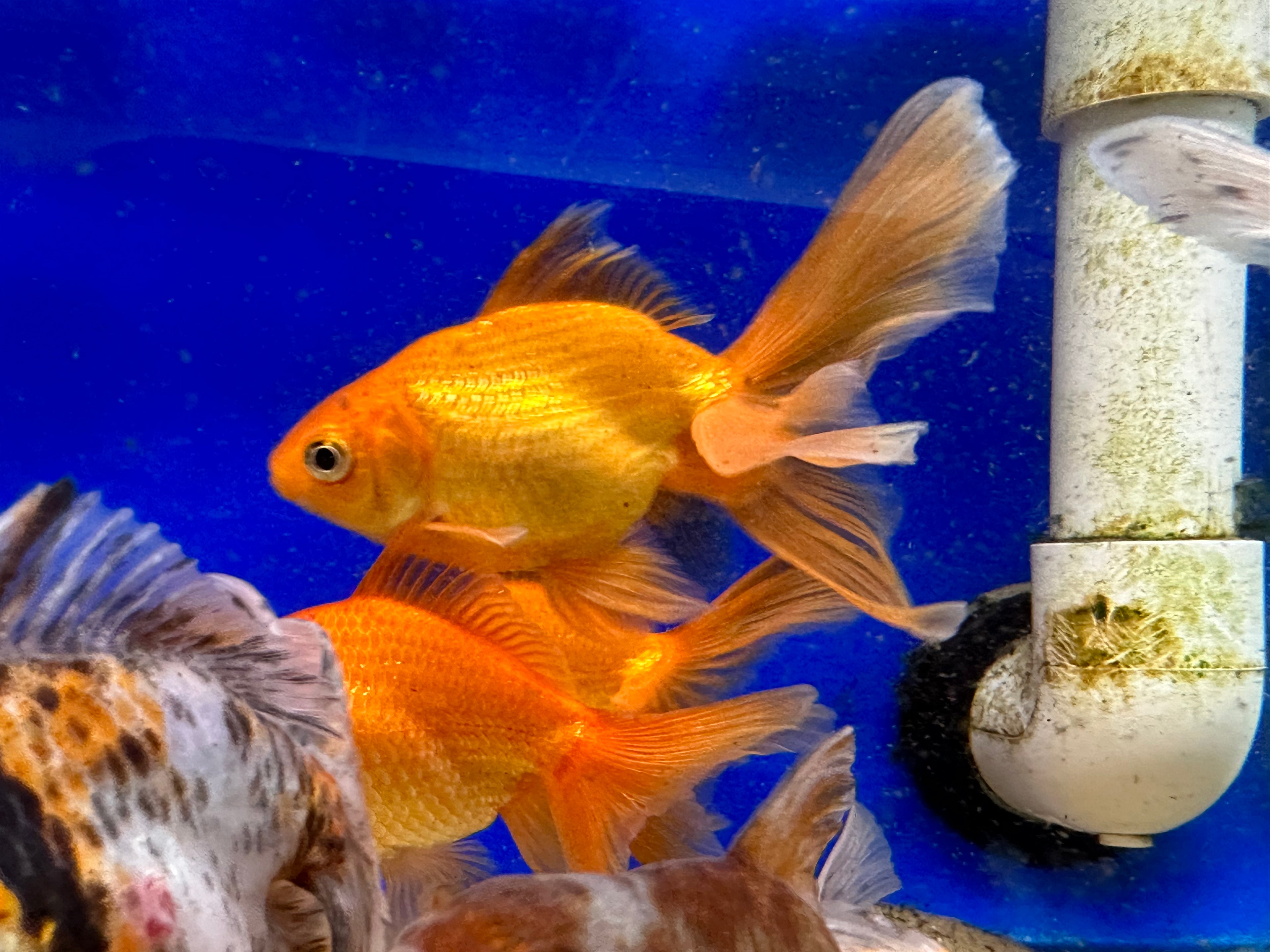 Fantail Goldfish (4”)