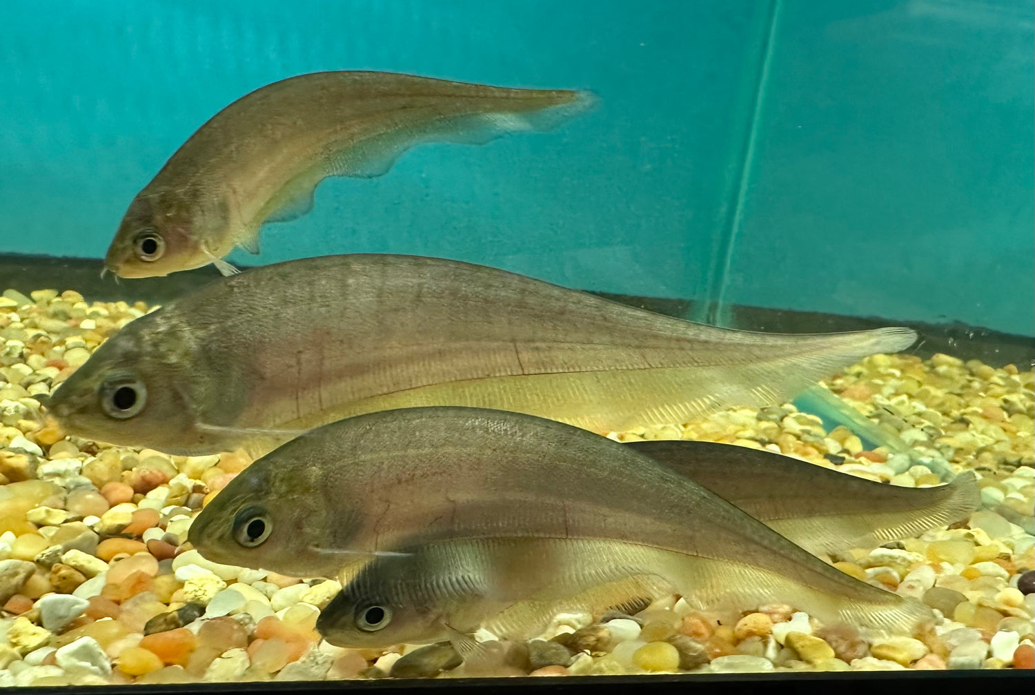 Cuchillo africano (4”)