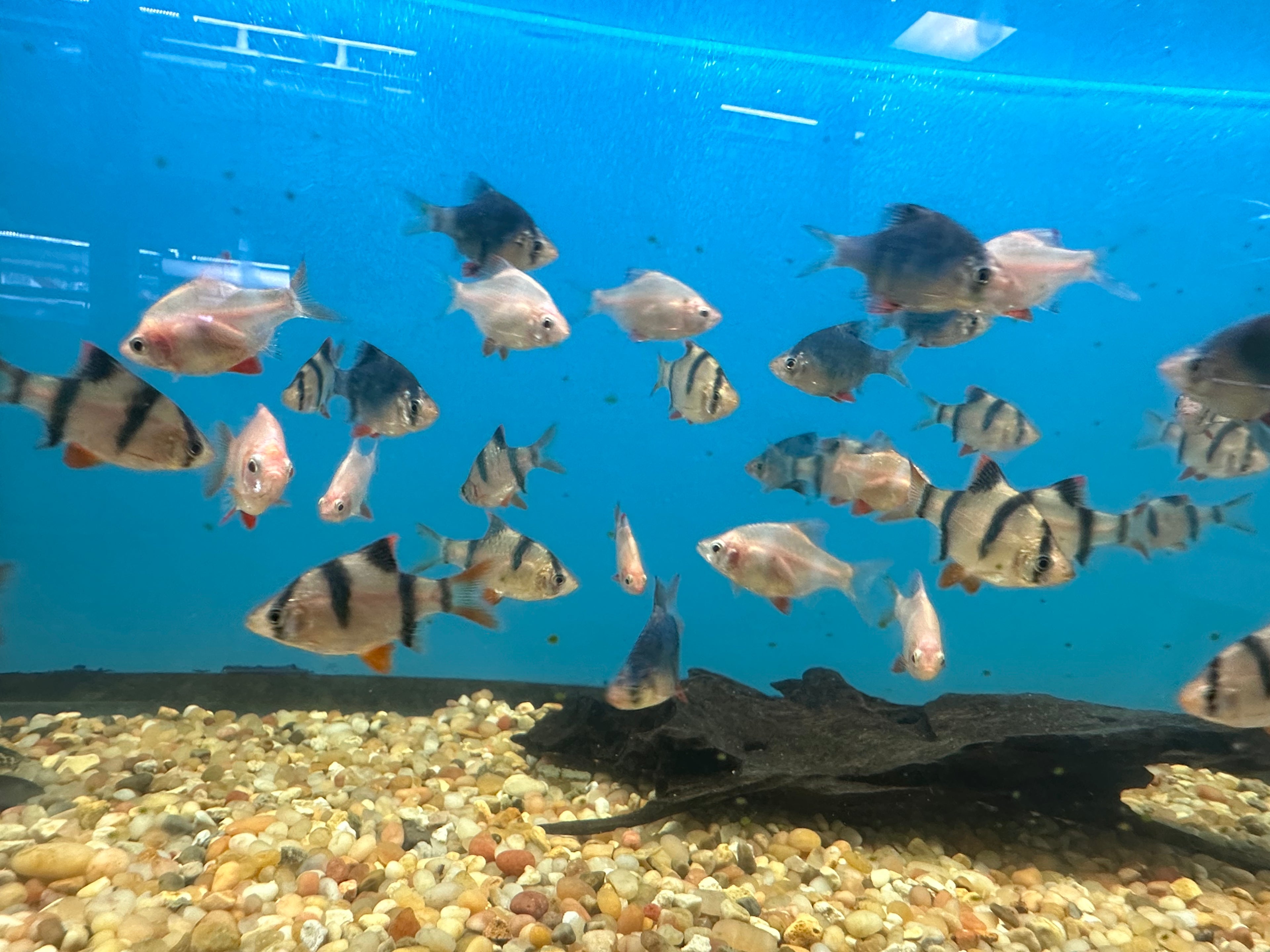 Tiger Barbs (1.5”)