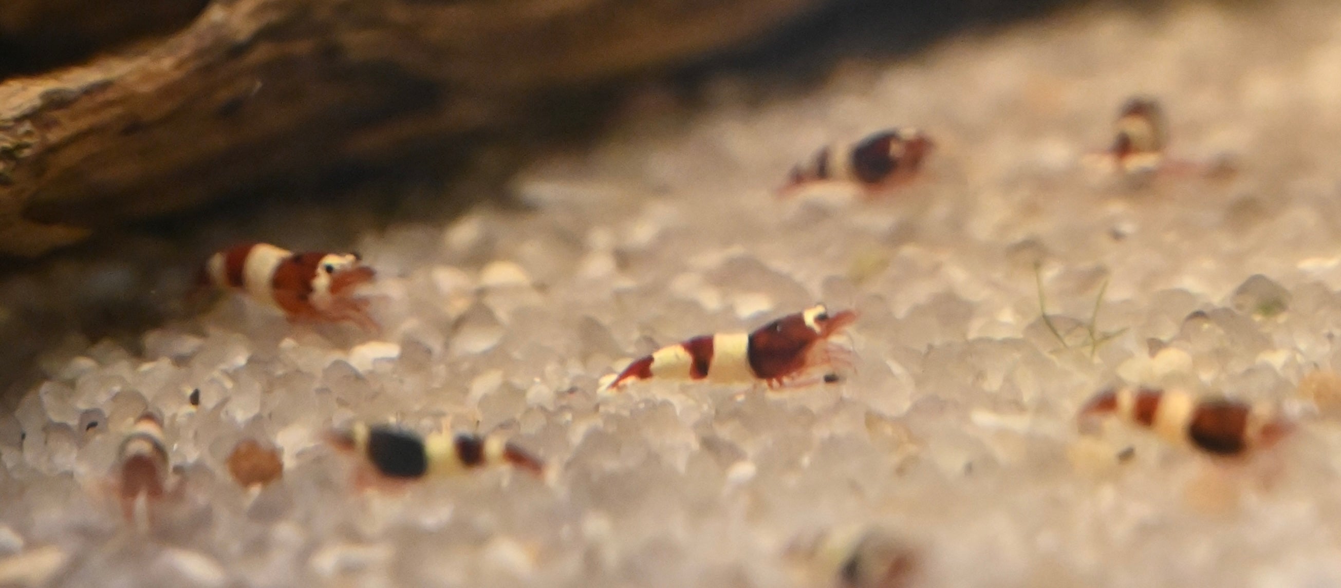 Panda Red King Kong Cardinia Shrimp (.75”)