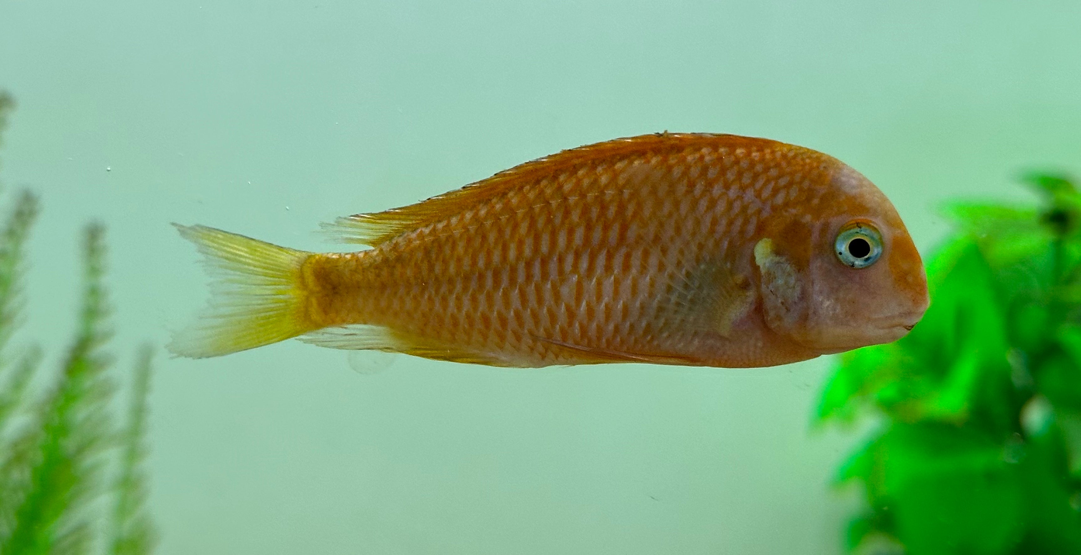 Red Phoenix Tropheus (3.5”)