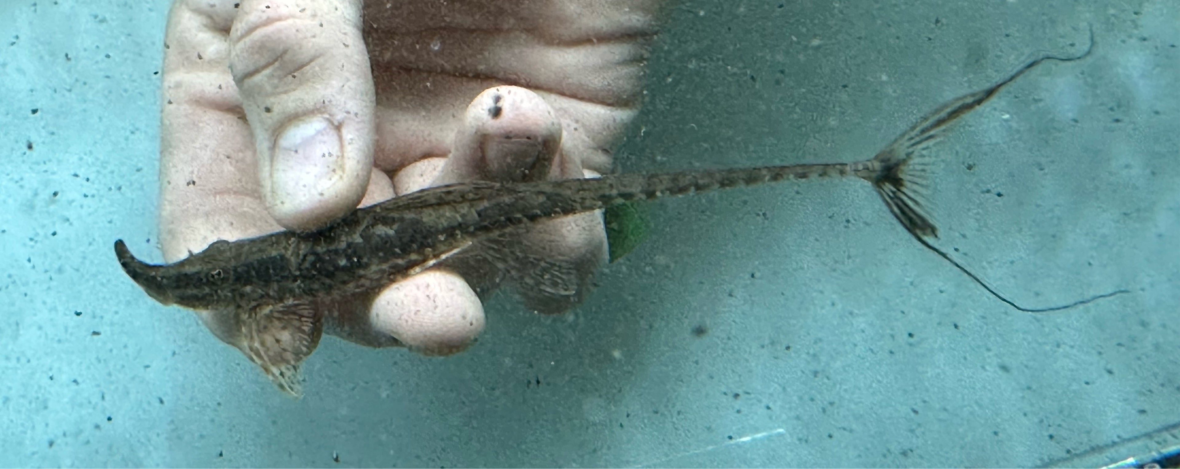 Sturisoma rostratum Whiptail (6”)