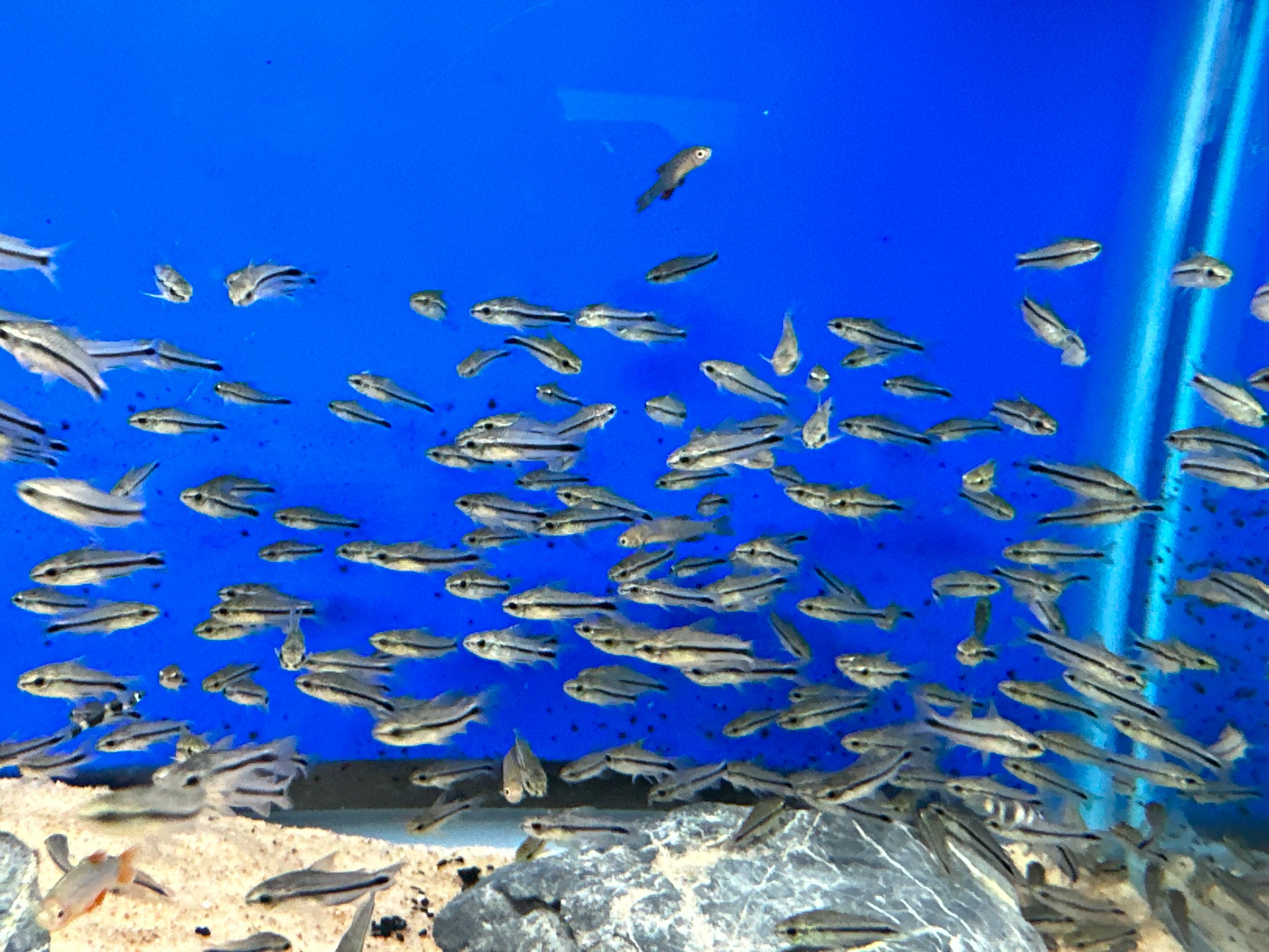 Pygmy Cory (.75-1”)